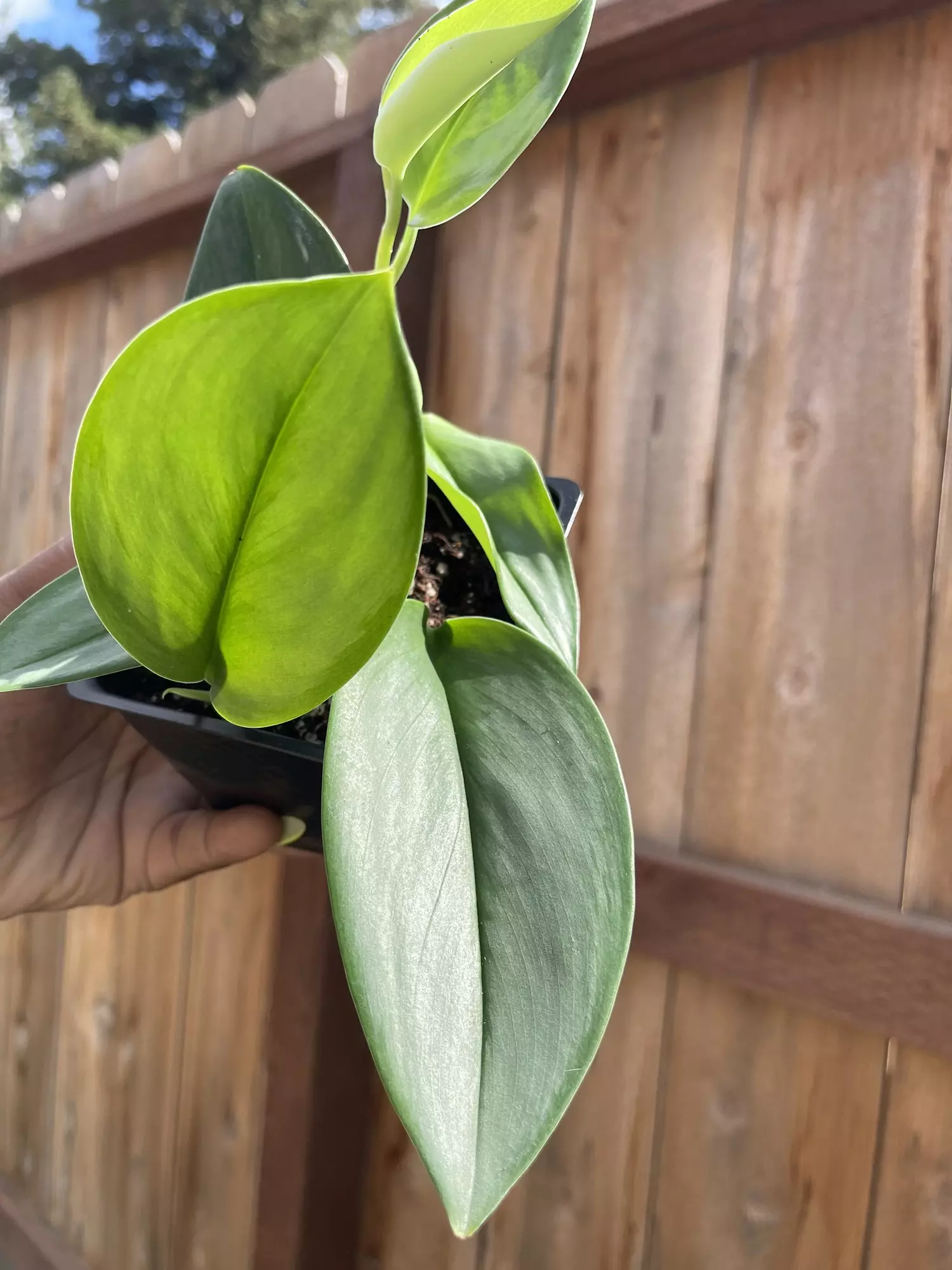 plant/Scindapsus Treubii Moonlight-0