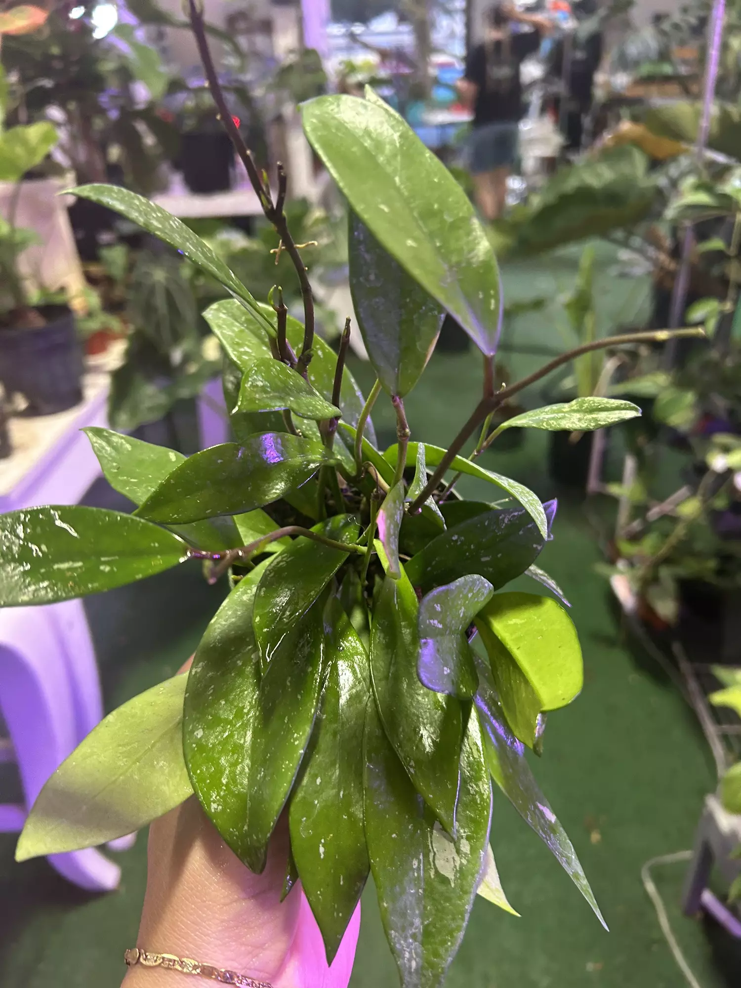 plant/Hoya publicalyx 4”-0