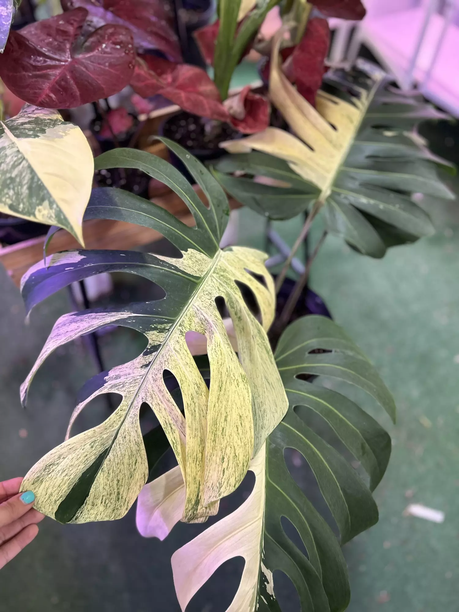 plant/Monstera mint extra large 3GL-0