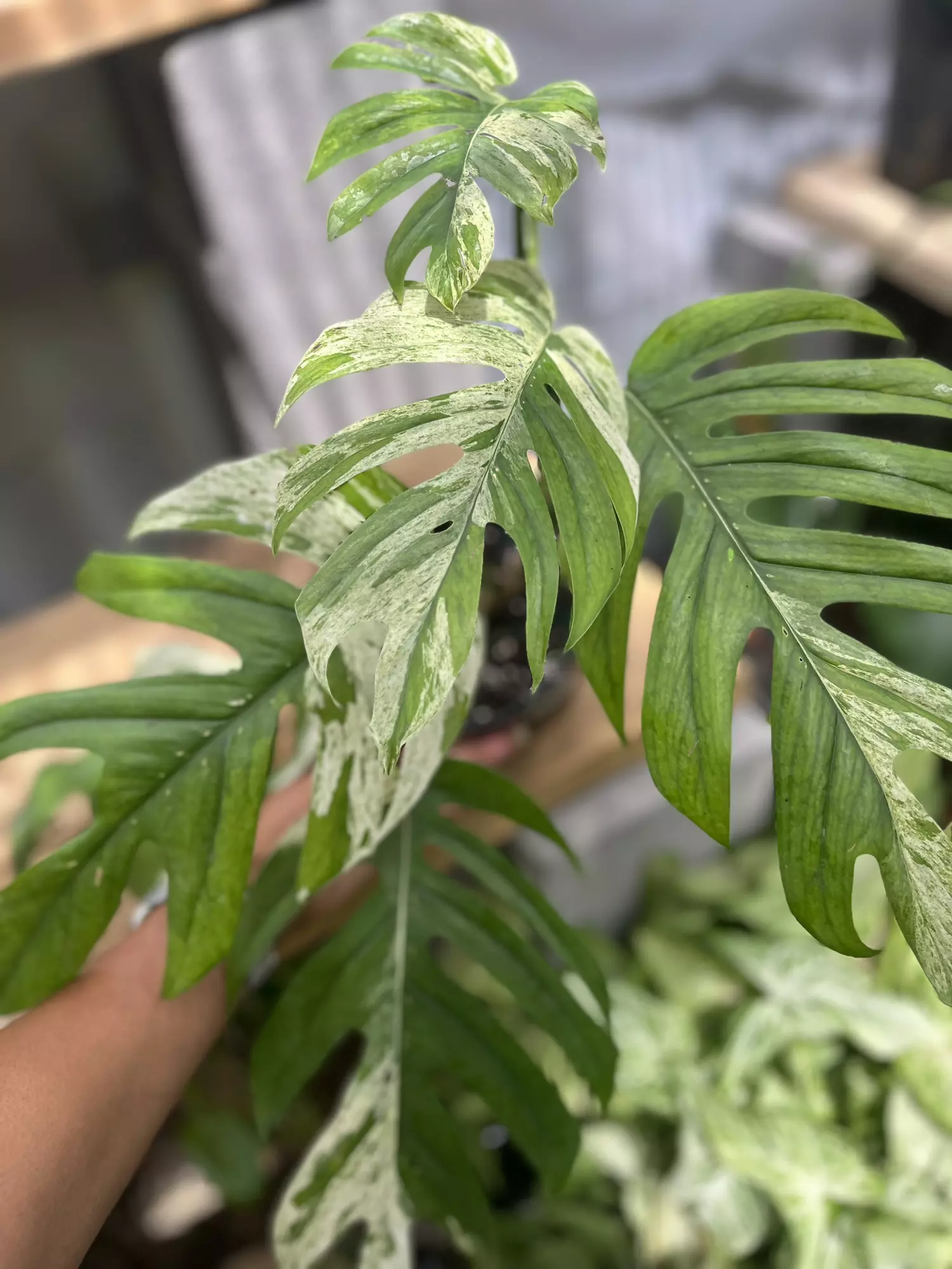 plant/Epipremnum Marble Mature-0