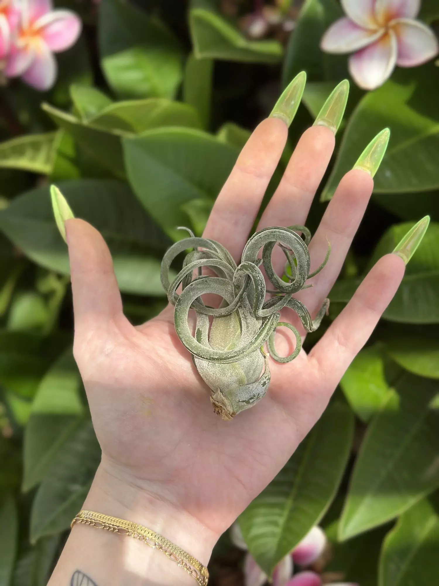 plant/medusa caput-0