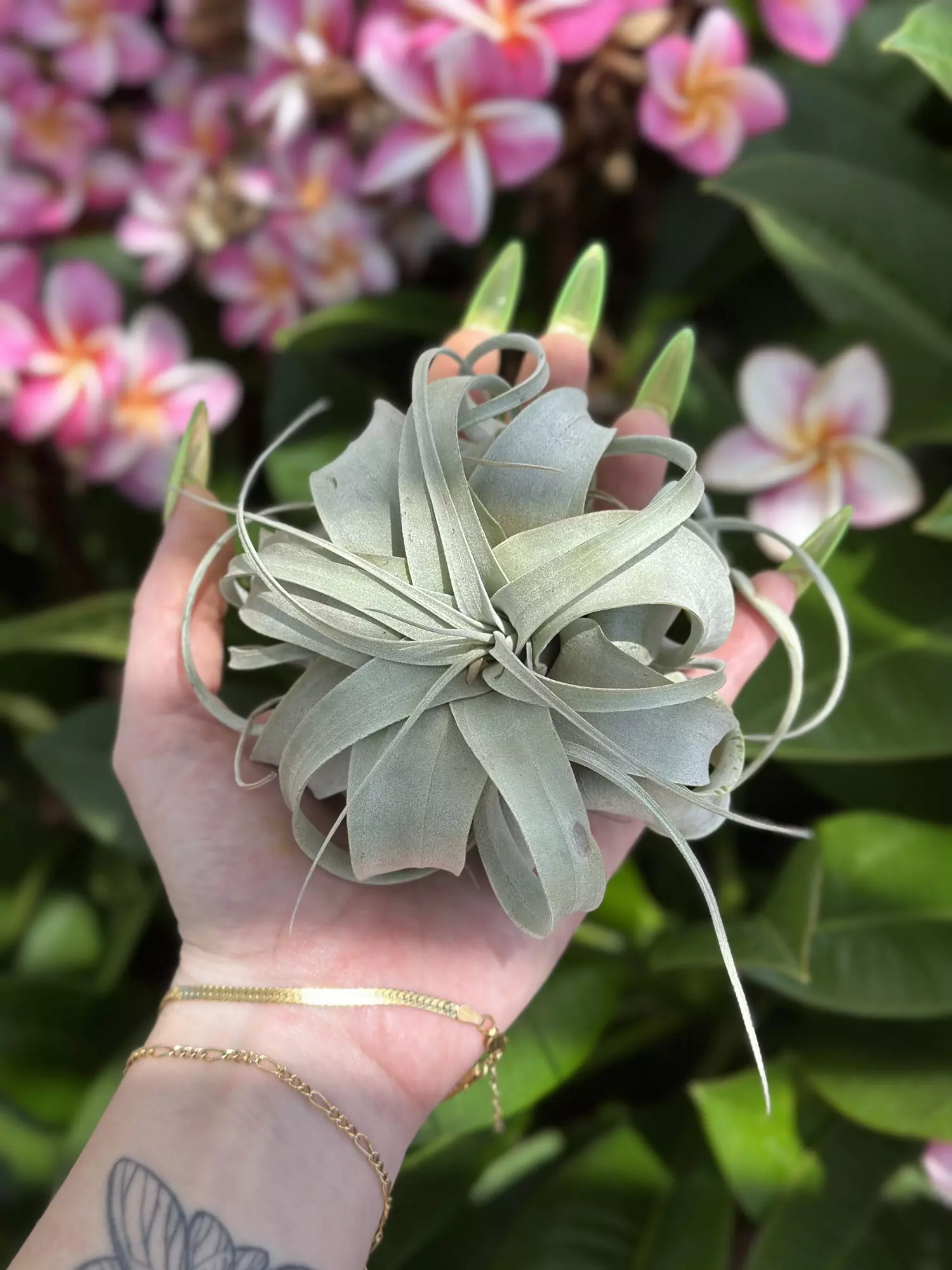 plant/pixie xereographica-0