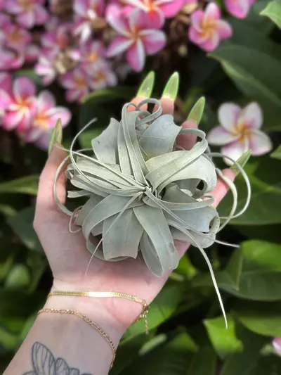 plant/pixie xereographica-0-thumbnail