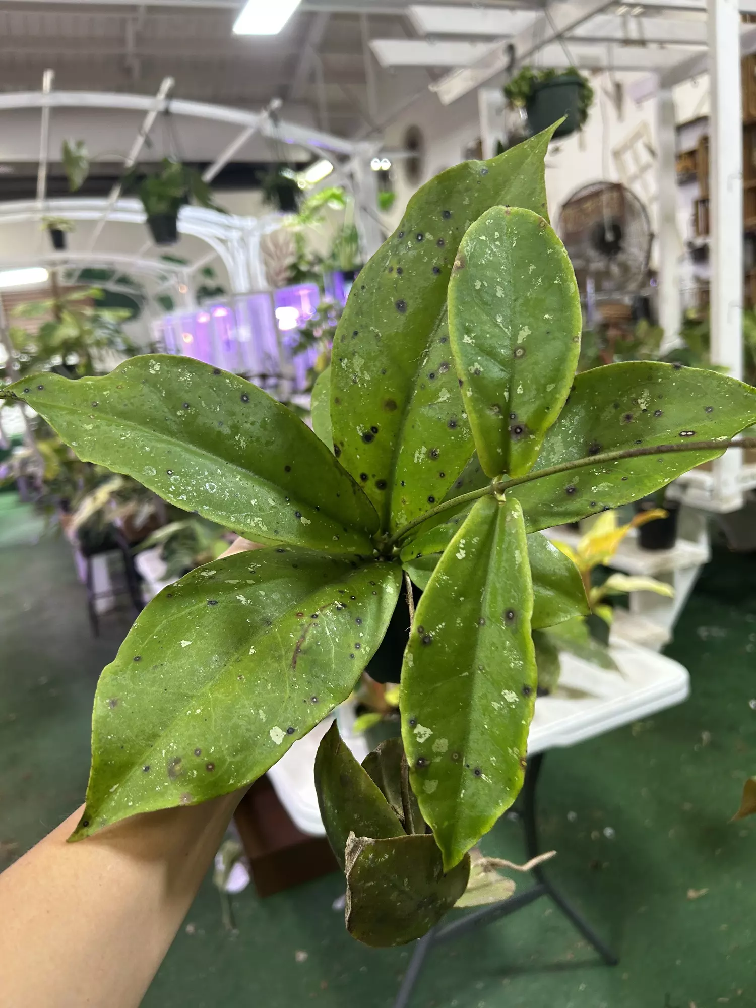 plant/Hoya mitrata 4”-0