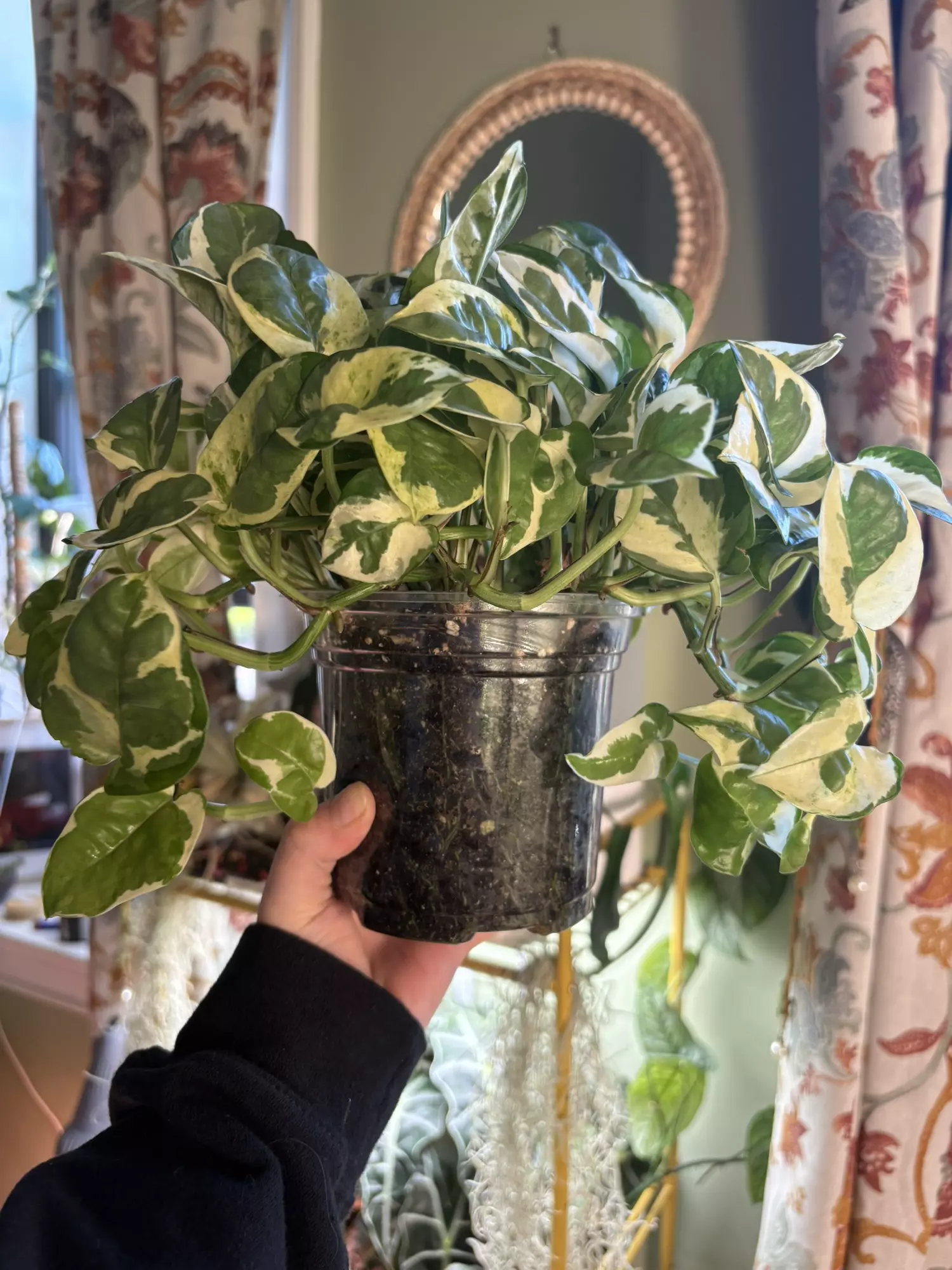 plant/Pothos n’joy-0