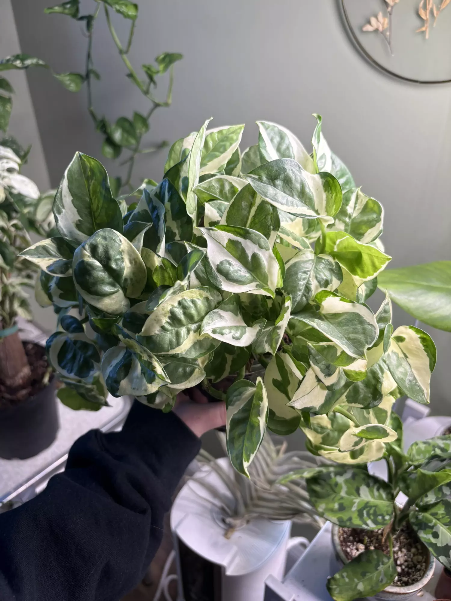 plant/Pothos n’joy-1