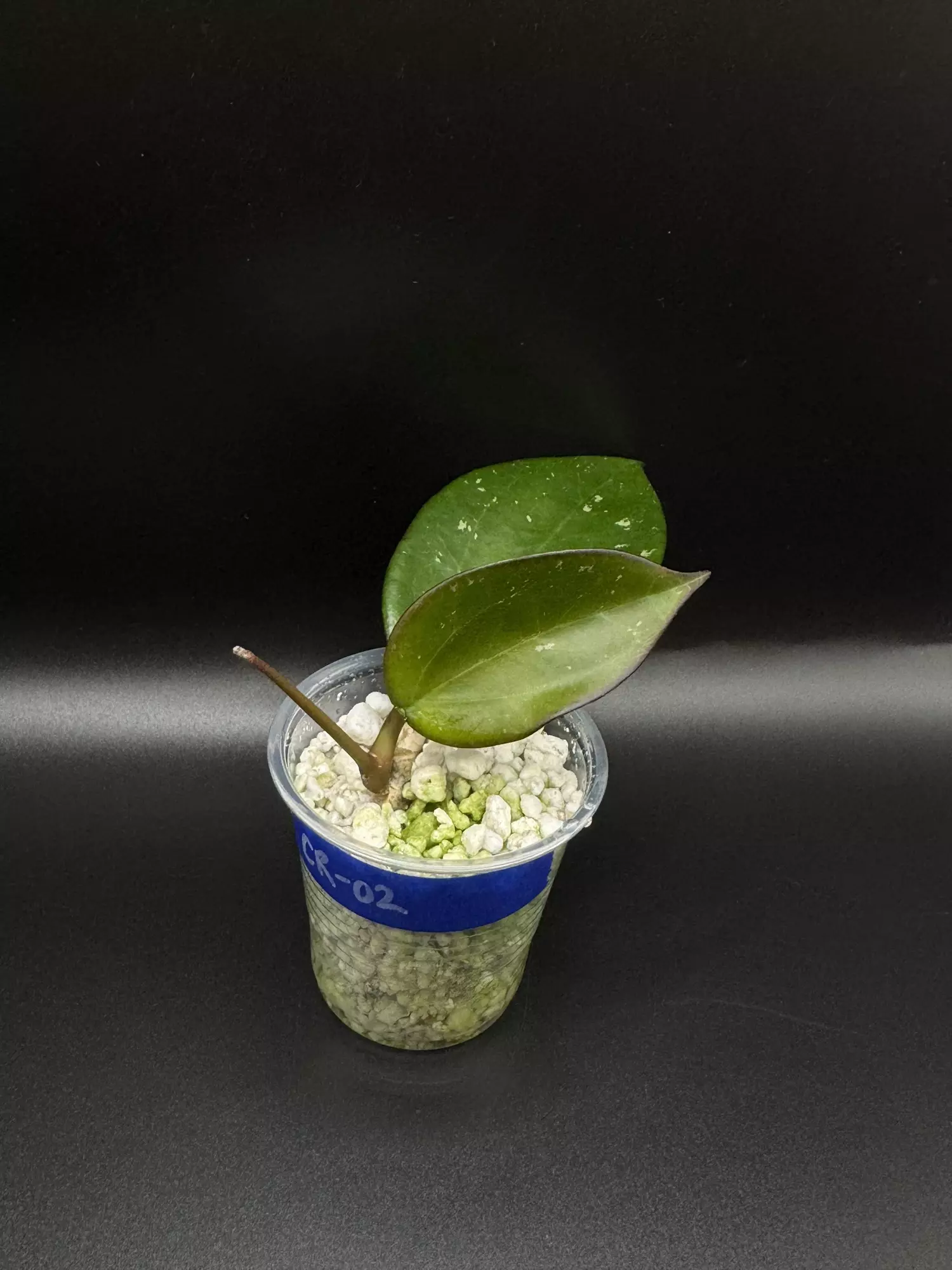 plant/CR-02 hoya verticillata “chiang rai”-0