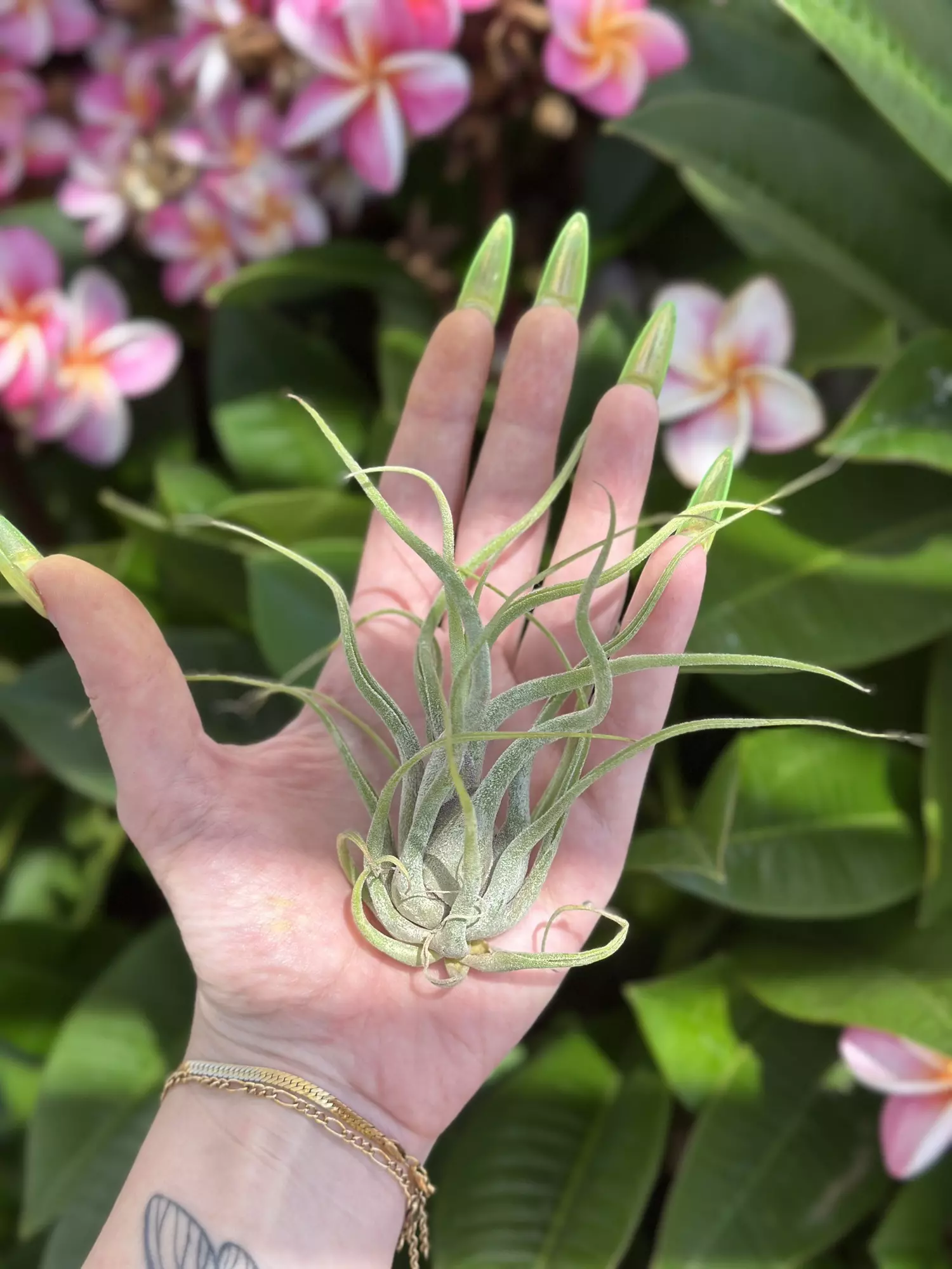 plant/medusa hybrid-0