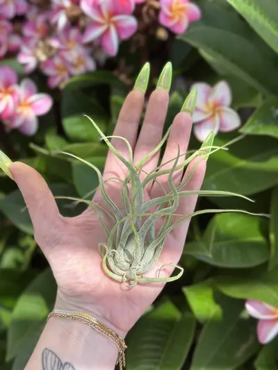 plant/medusa hybrid-0-thumbnail