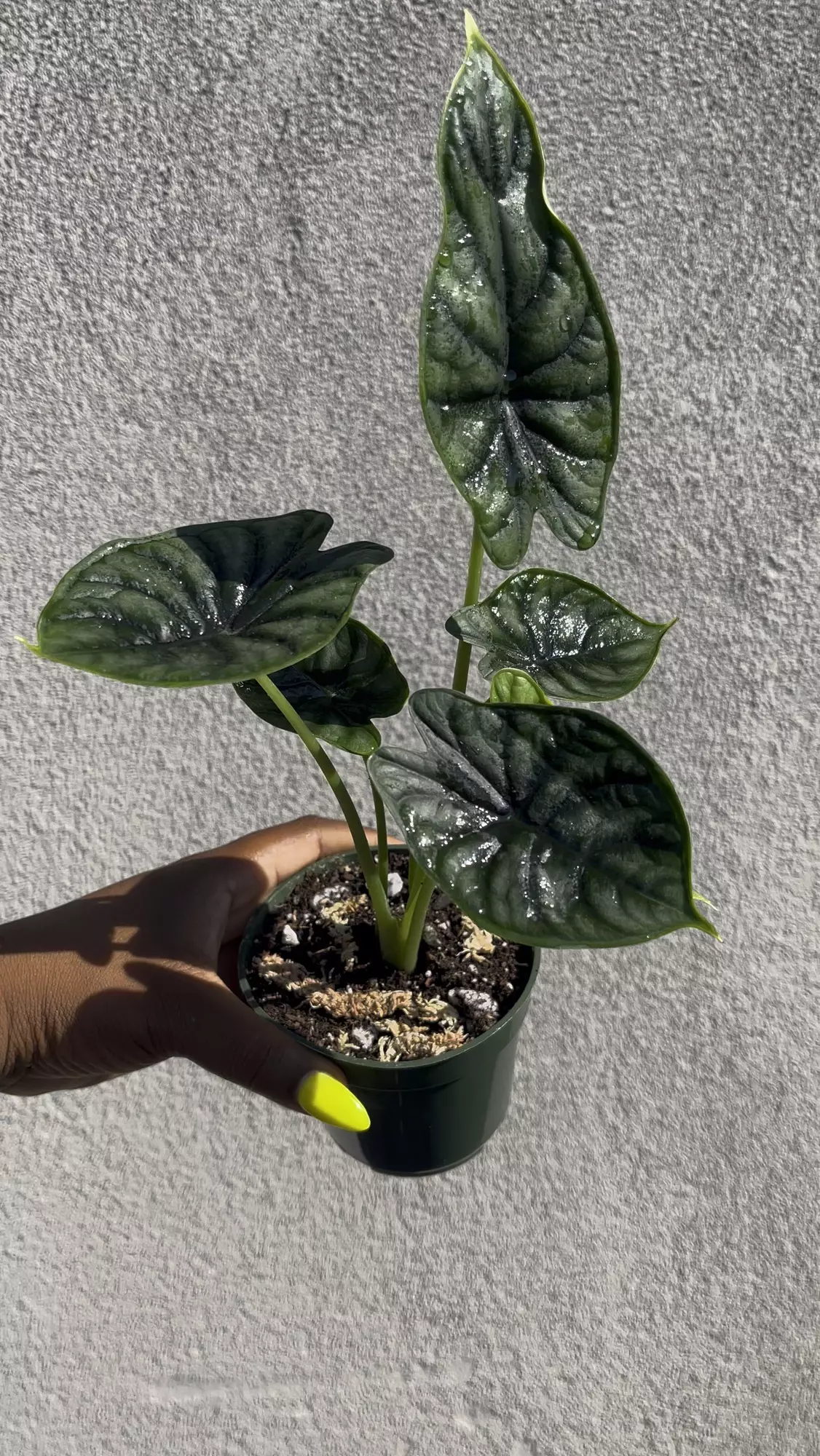plant/Alocasia Dragon Scale 4”-0