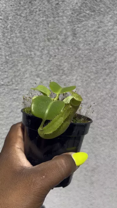 plant/Nepenthes Hybrid 3.5”-0-thumbnail