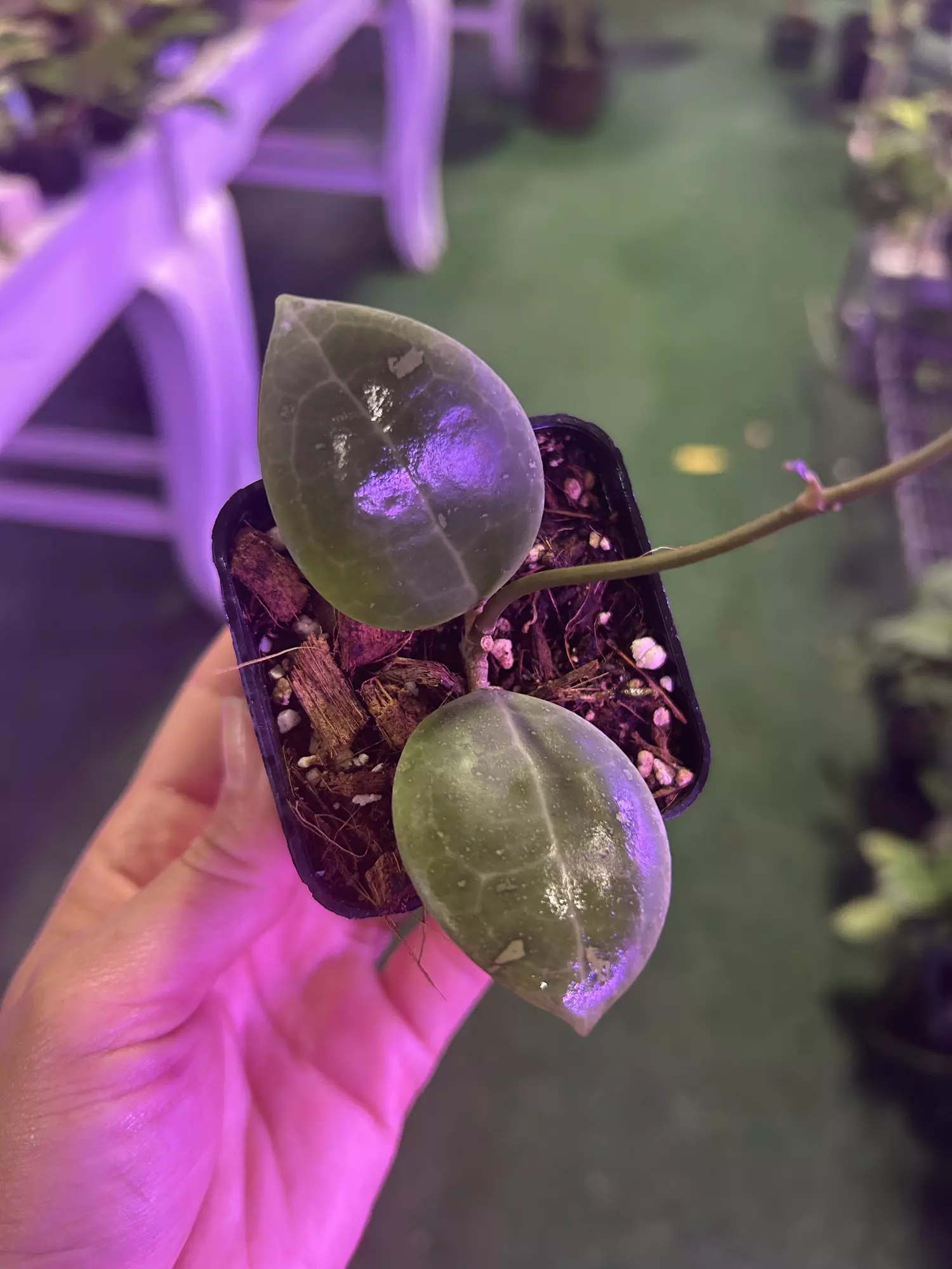 plant/Hoya dolichosparte 3”-0