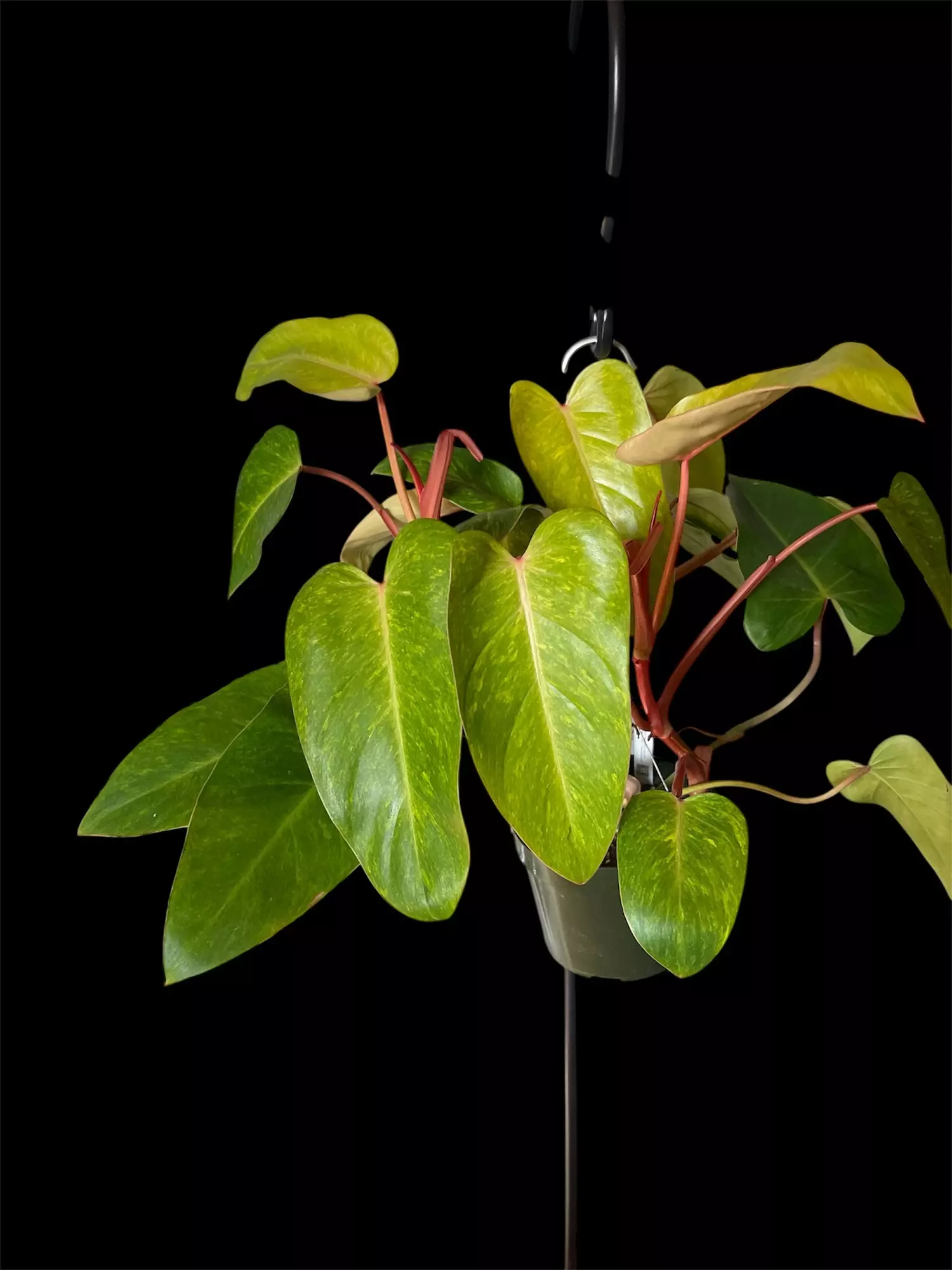 plant/Philodendron Painted lady HUGE-0