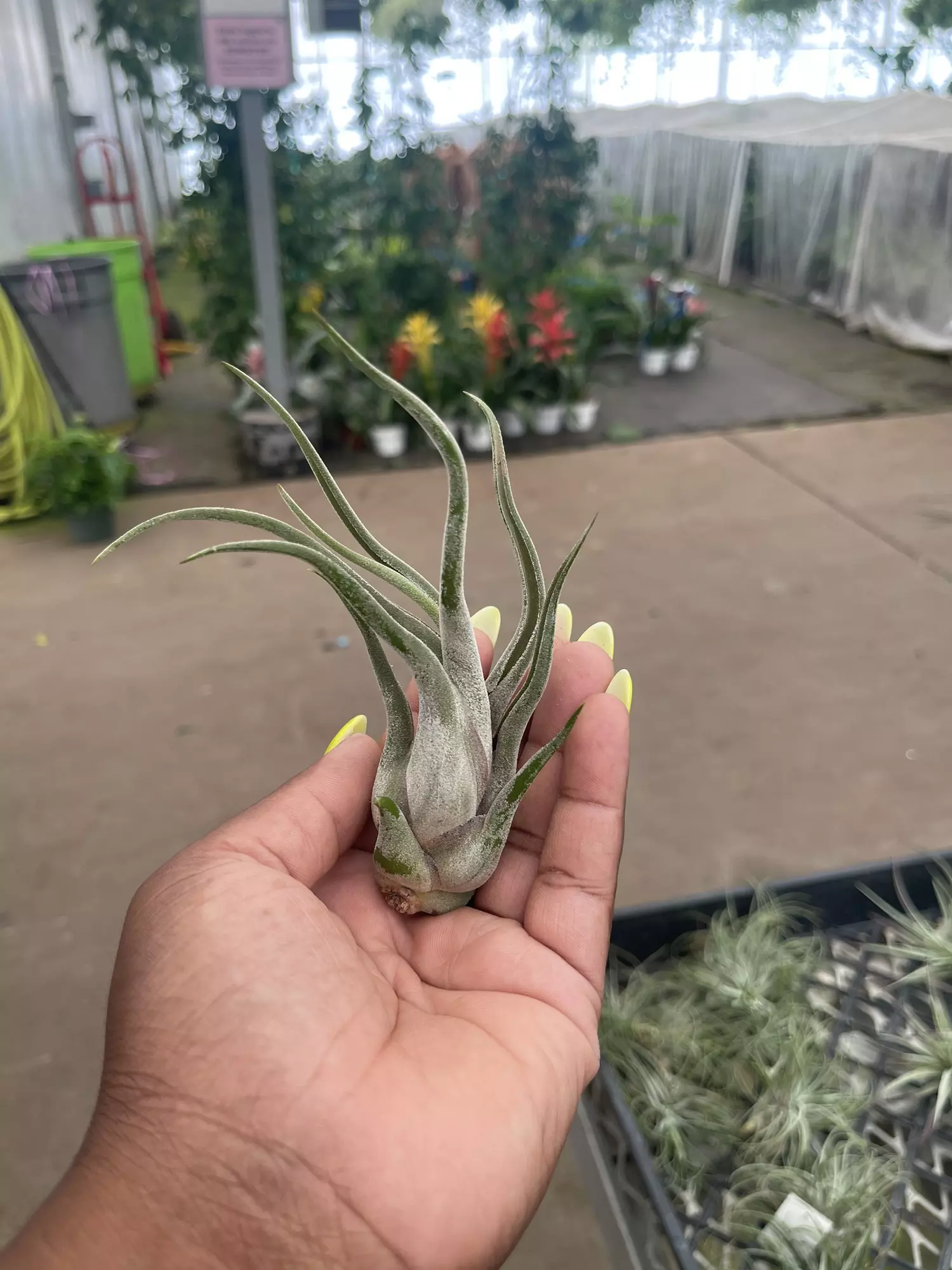 plant/Tillandsia Caput Medusae Med.-0