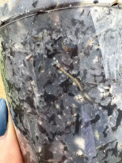 plant/Amazonica ‘Aurea Splash’ 4”-3-thumbnail