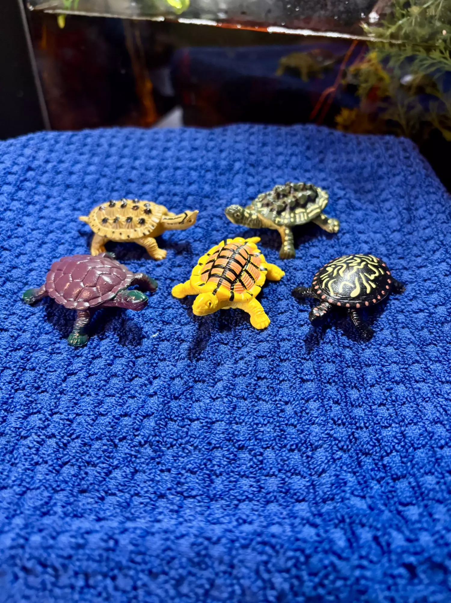 plant/Turtle Lot 2-0