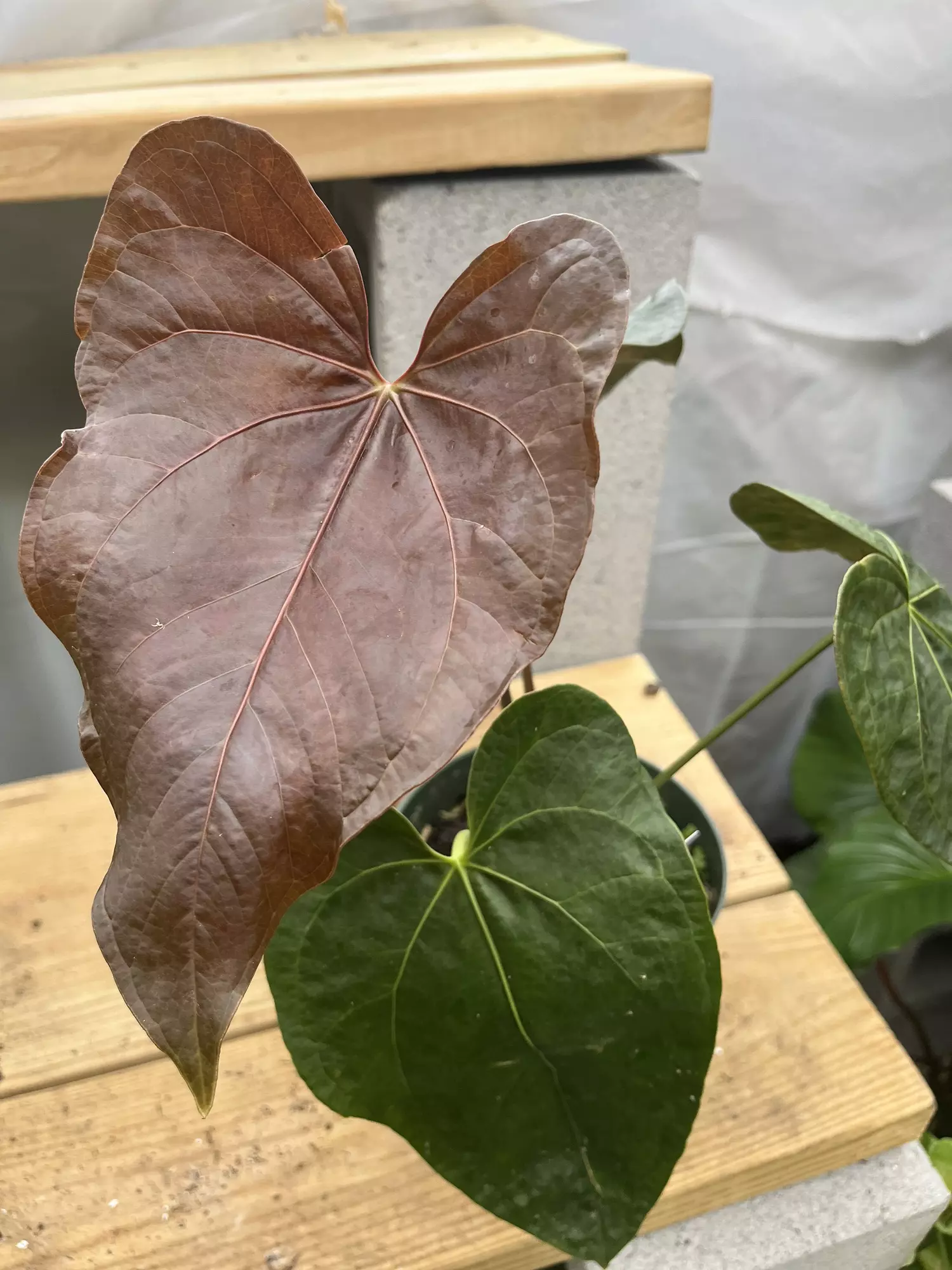 plant/Anthurium Queen of Hearts-0