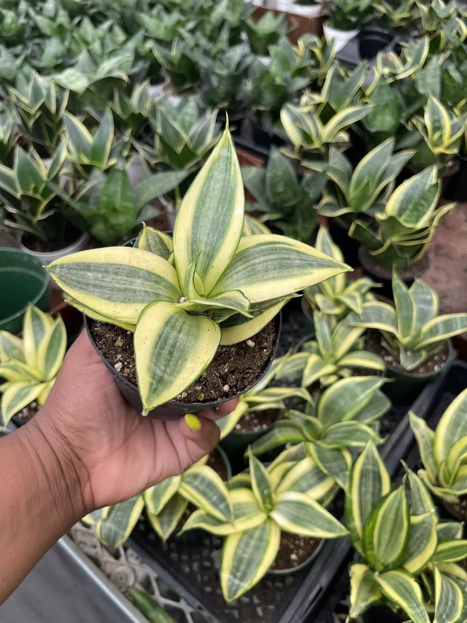 plant/Sanseviera Hahnii-0