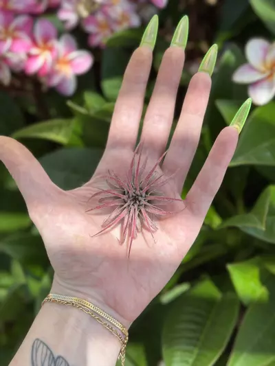 plant/pink ionantha-0-thumbnail