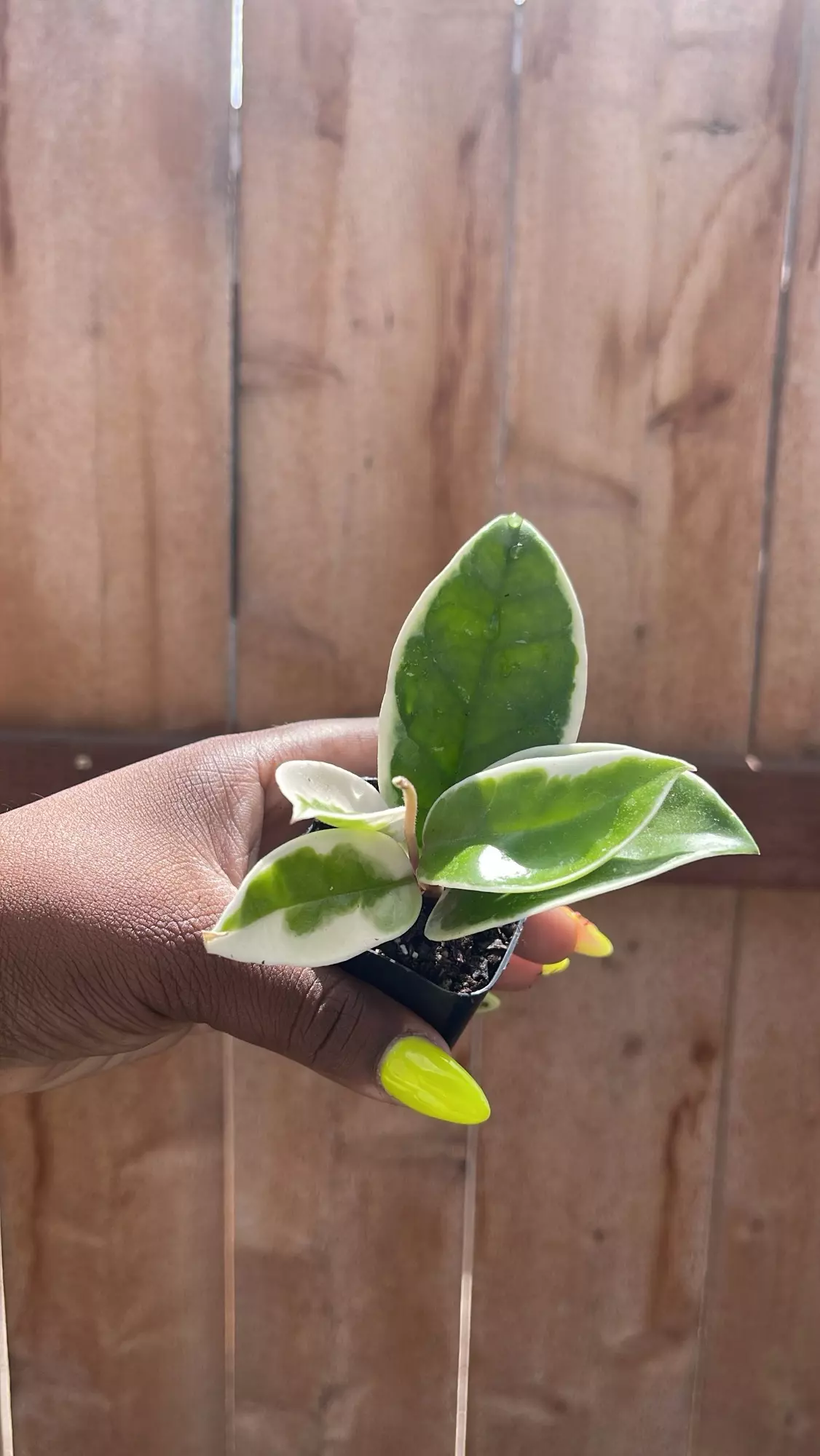 plant/Hoya Krimson Queen-0