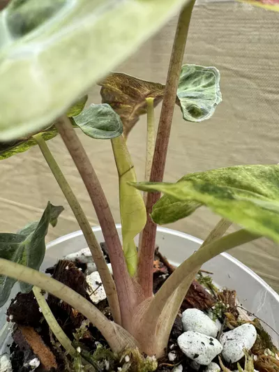 plant/Amazonica ‘Aurea Splash’ 4”-1-thumbnail