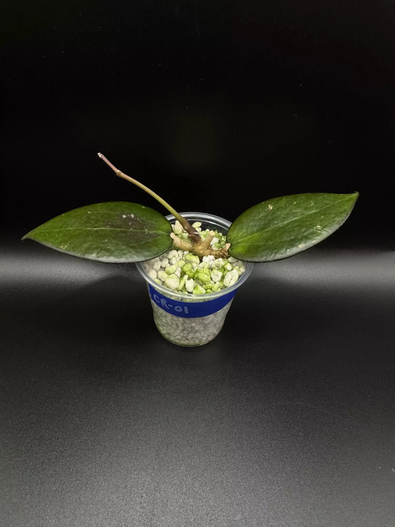 plant/CR-01 hoya verticillata “chiang rai”-0
