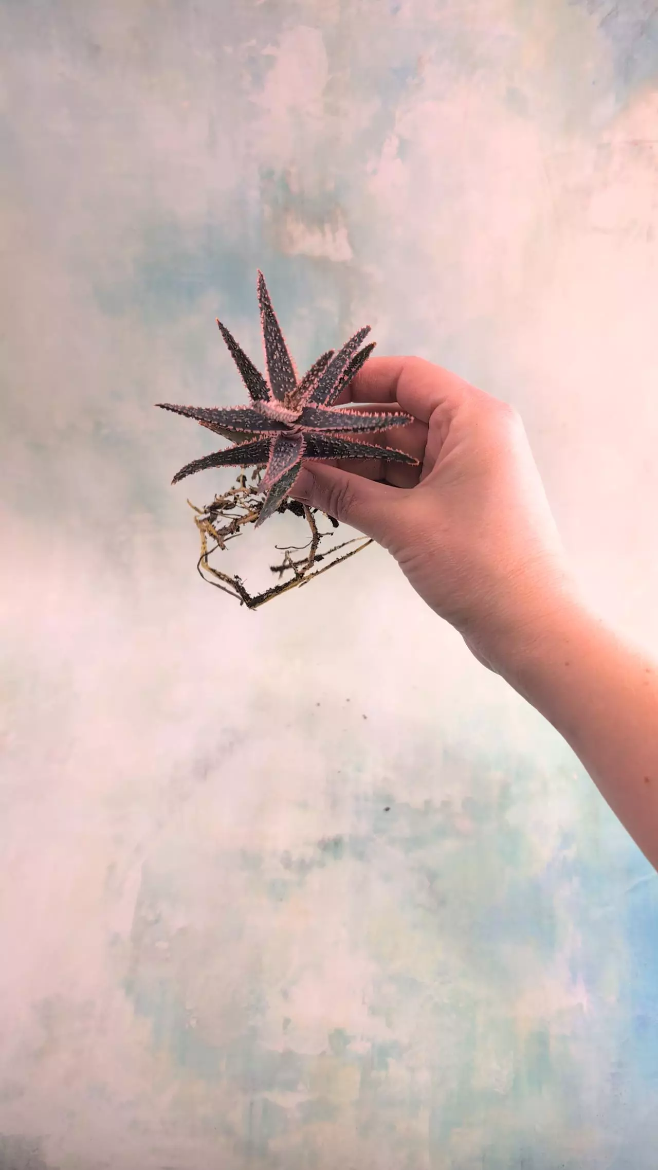 plant/1 | Aloe 'Purple Haze', bare root-0