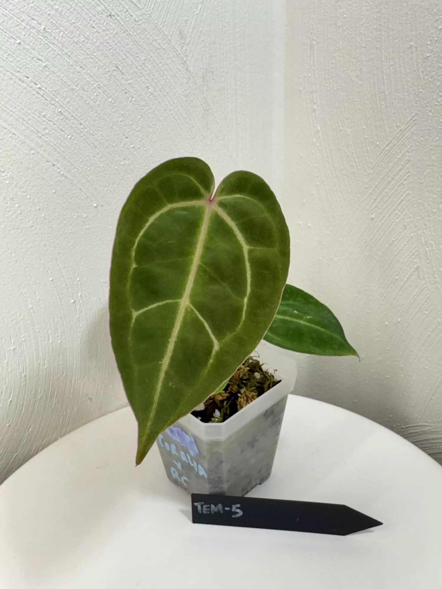 plant/TEM-5 BB Hybrid “Tehlu” x Doc Block “Michelle”-0