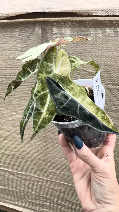 plant/Amazonica ‘Aurea Splash’ 4”-0-thumbnail