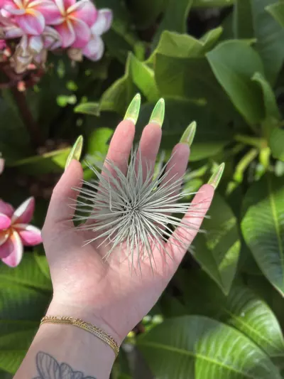 plant/argentia hybrid -0-thumbnail