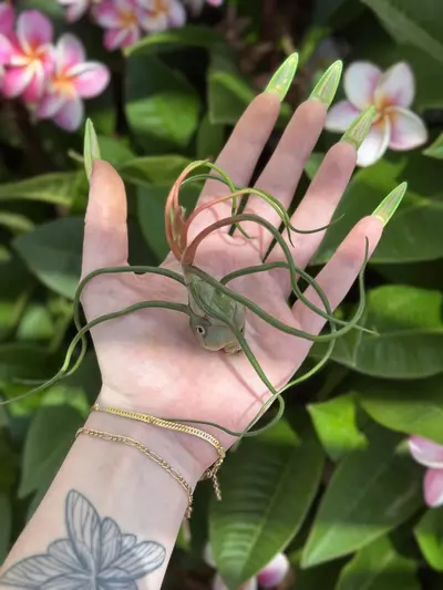 plant/Bulbosa-0-thumbnail