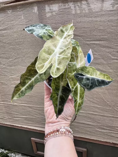 plant/Amazonica ‘Aurea Splash’ 4”-2-thumbnail