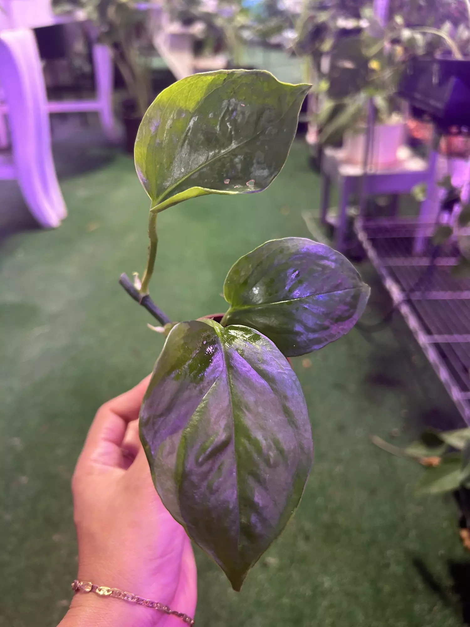 plant/Epipremnum poison 3”-0
