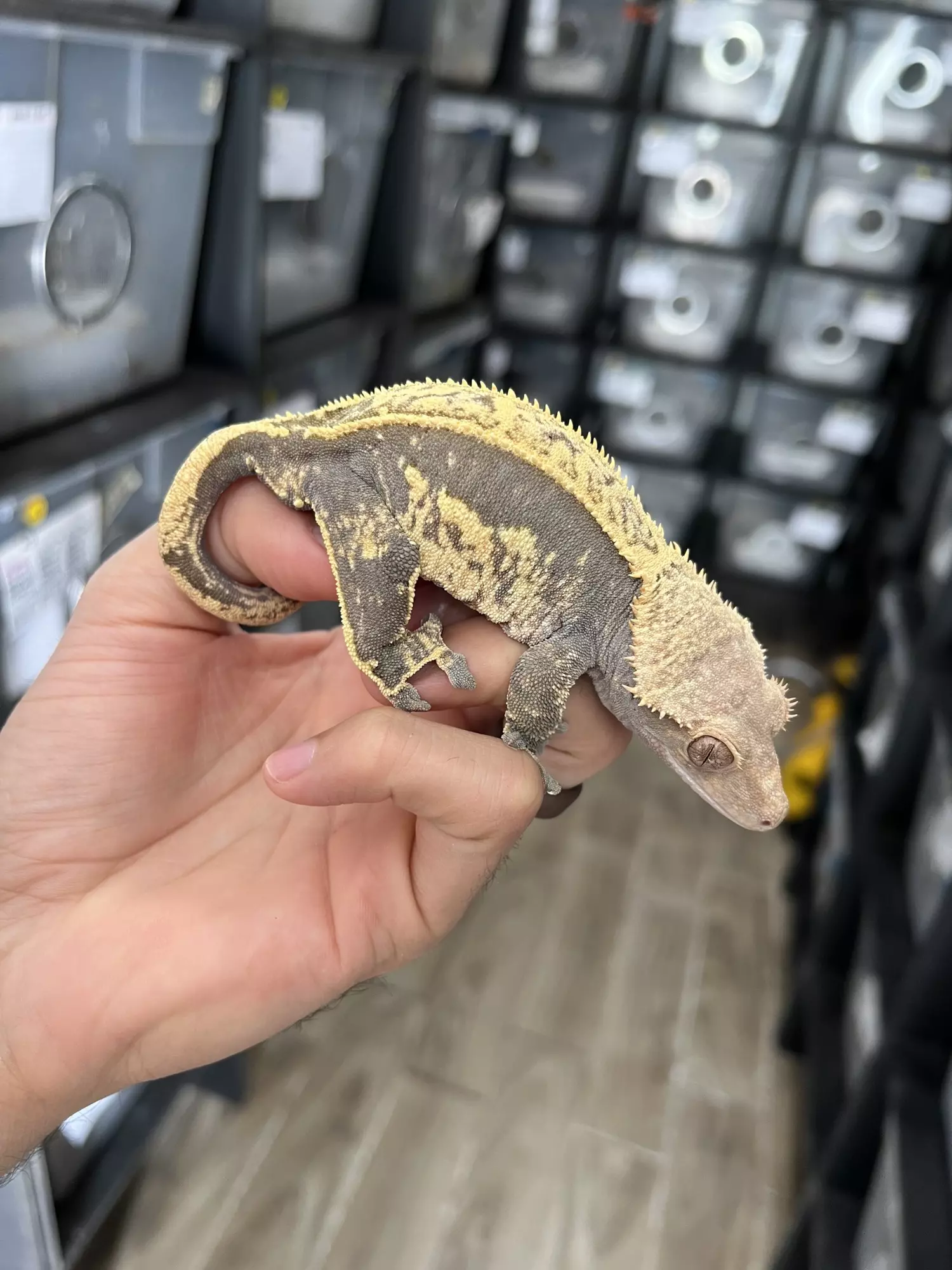 plant/Tangerine Line Pinstripe (Pos Gravid)-0