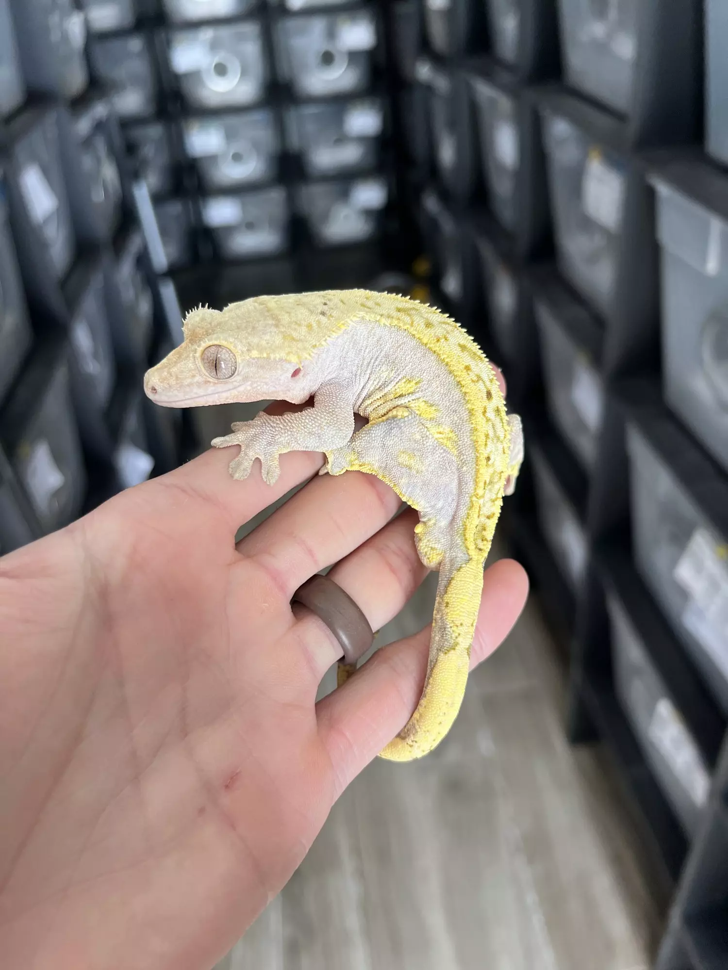 plant/“Tang” Unique Hypo Male-0