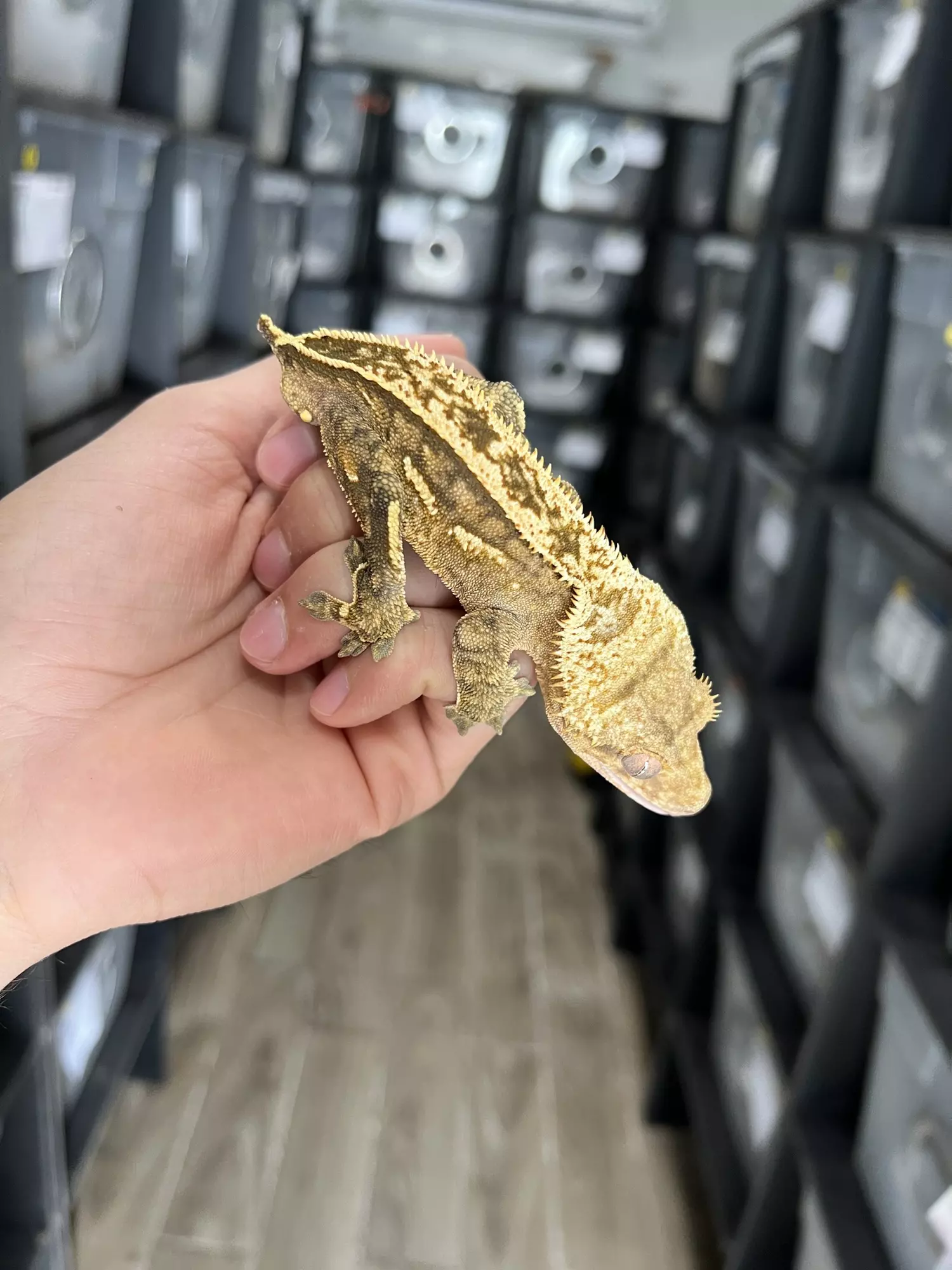 plant/Dirty Yellow Emptyback Pinstripe Male-0