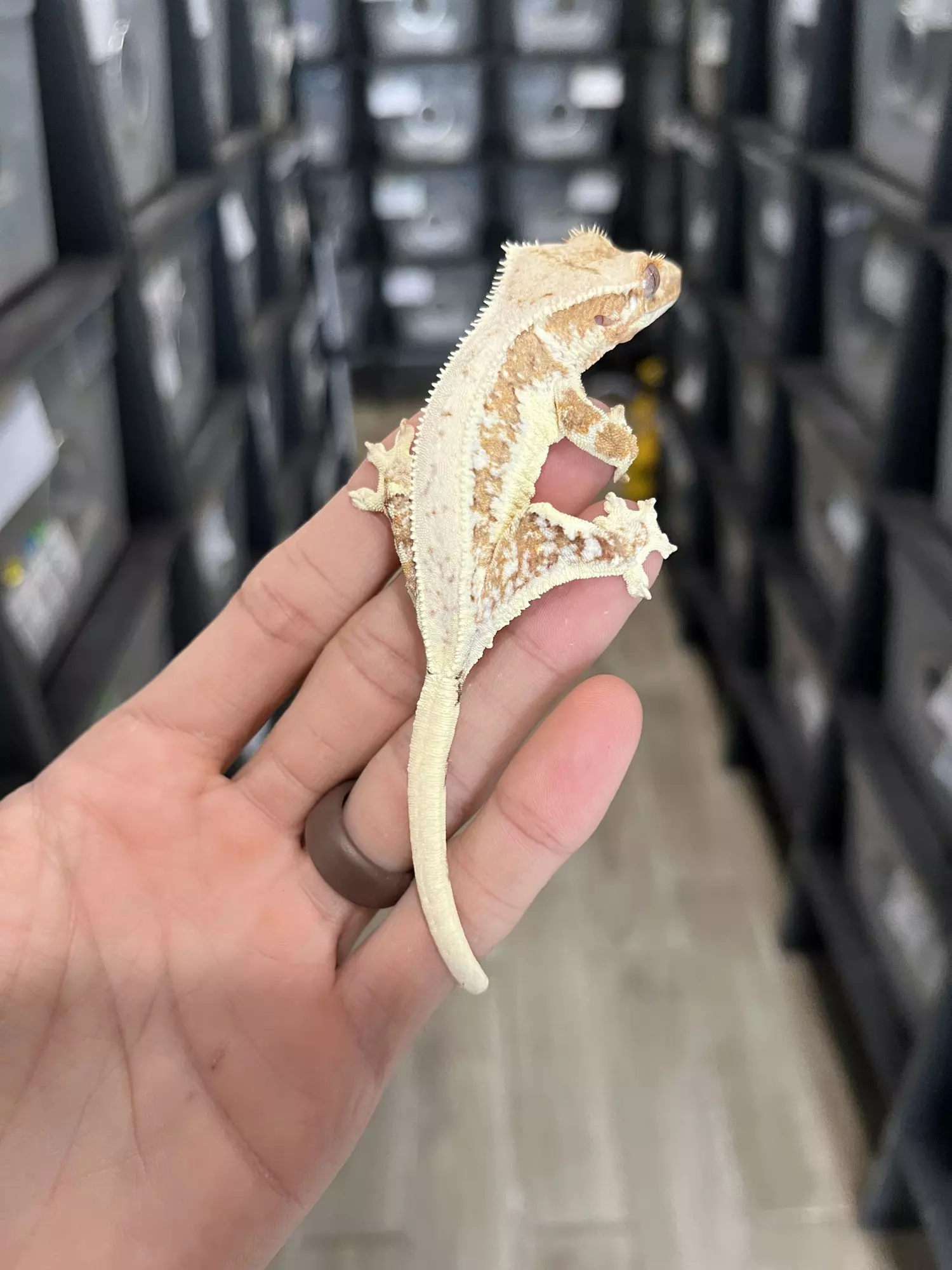 plant/Creamsicle Lilly White Female-1