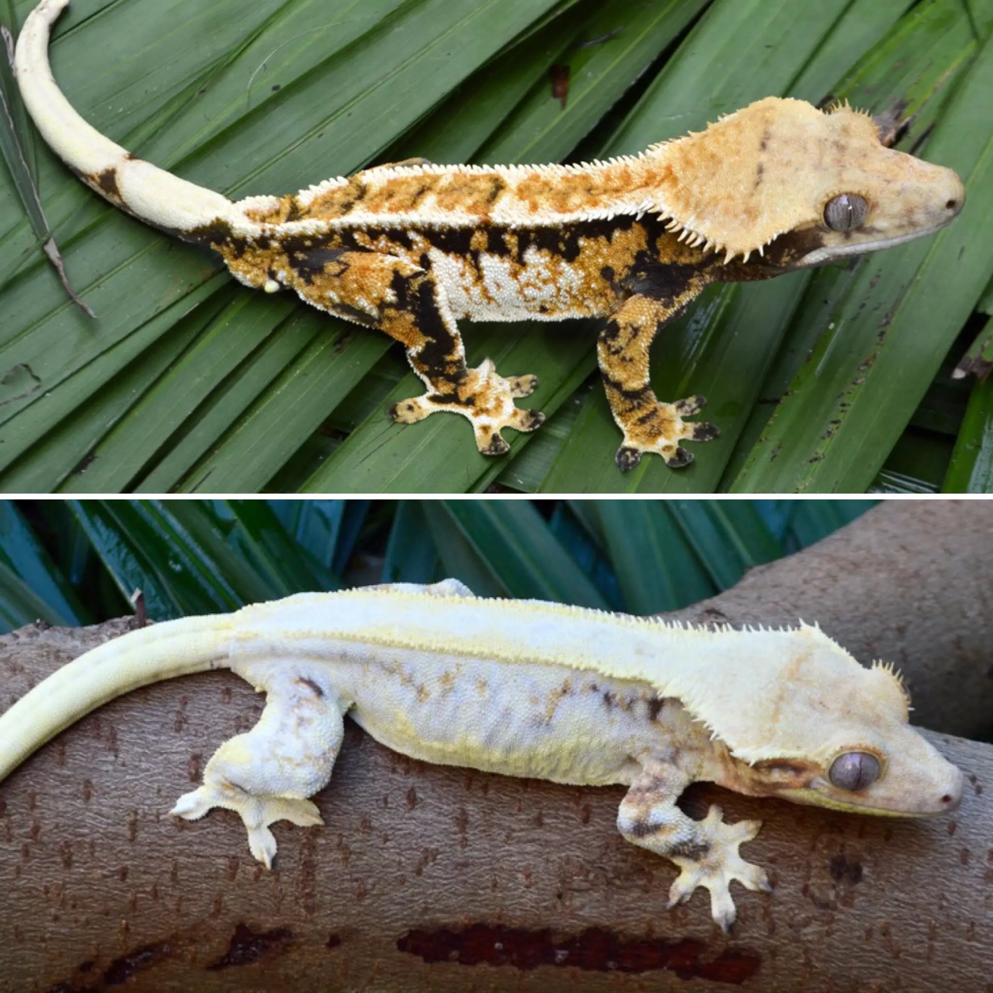plant/Tricolor Lilly White Male (great lineage)-3
