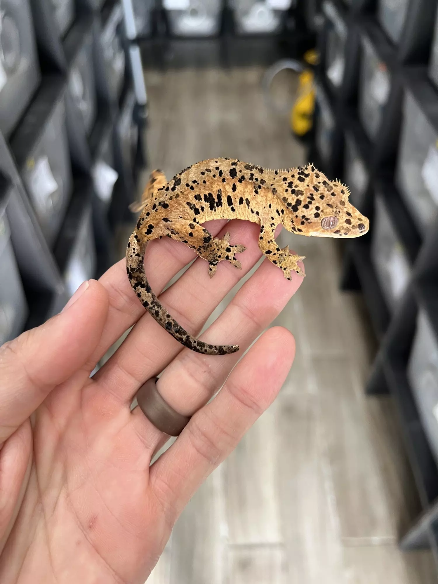 plant/Super Dalmatian Female-1