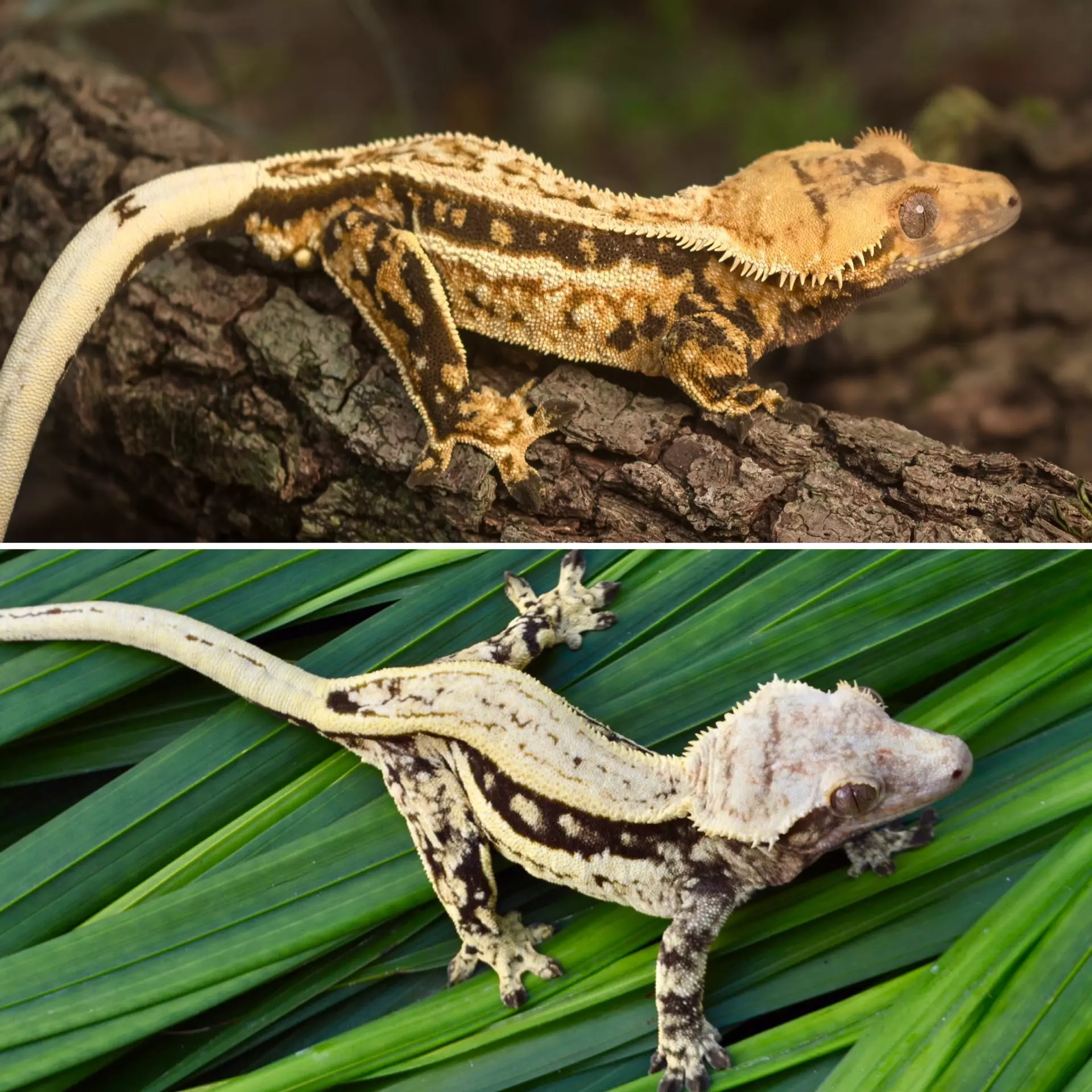 plant/Perfect Quadstripe Female-3