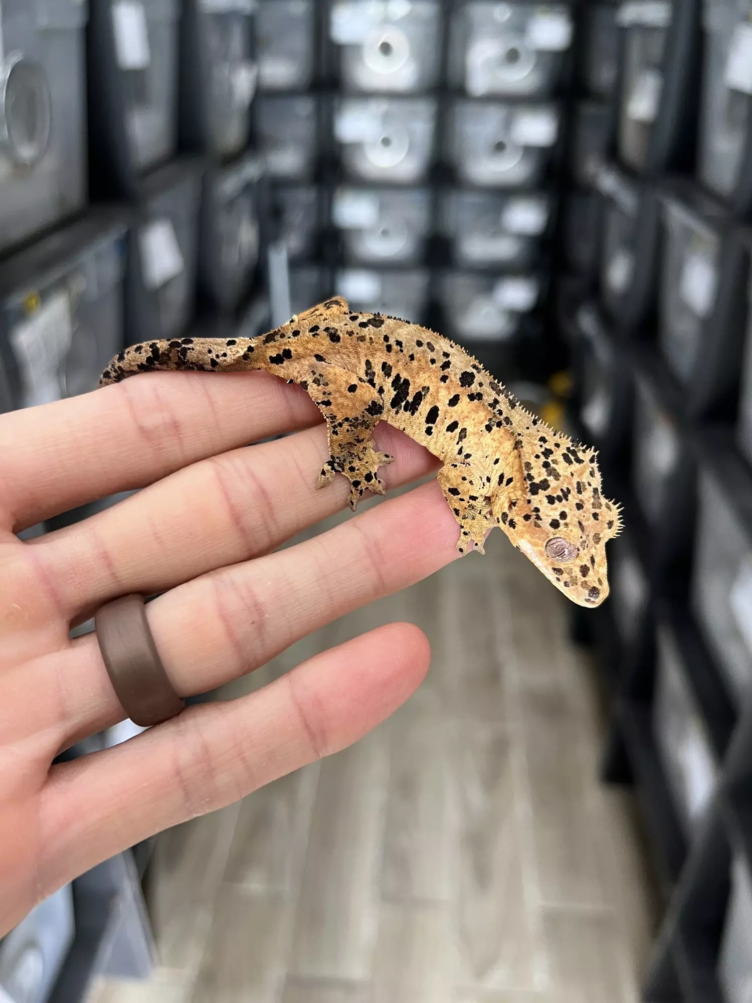plant/Super Dalmatian Female-2