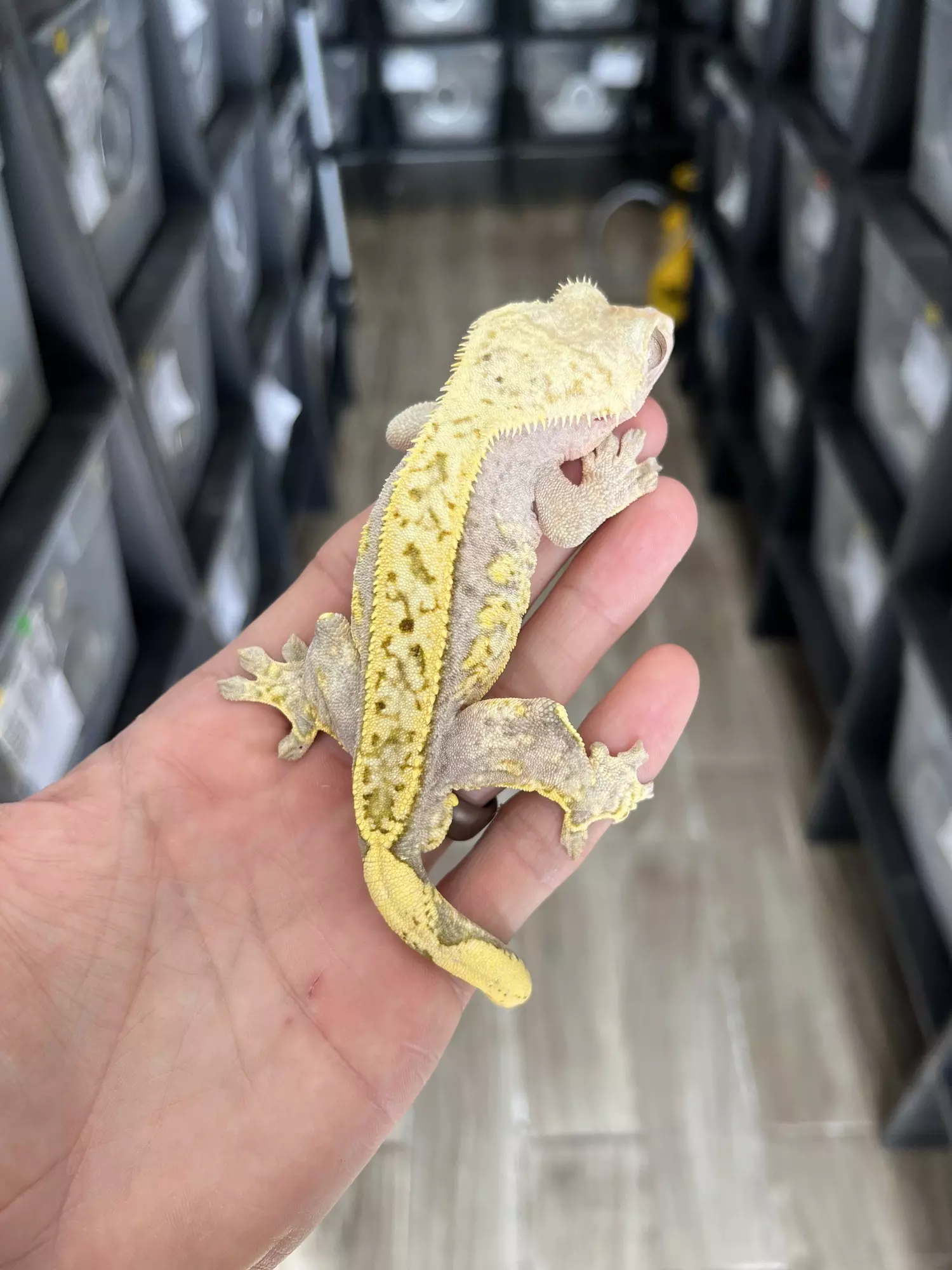 plant/“Tang” Unique Hypo Male-1