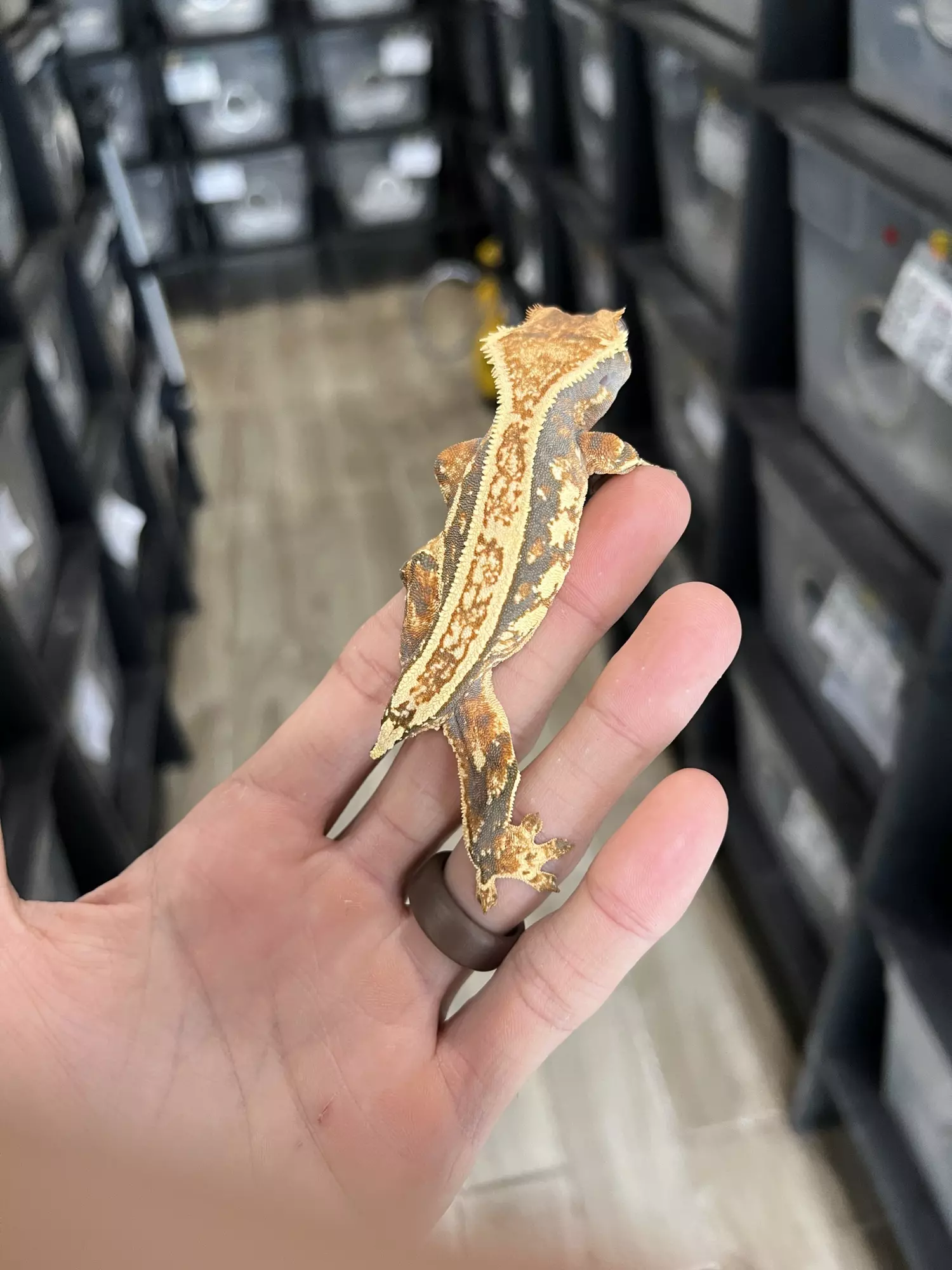 plant/Tricolor Pinstripe Female-1