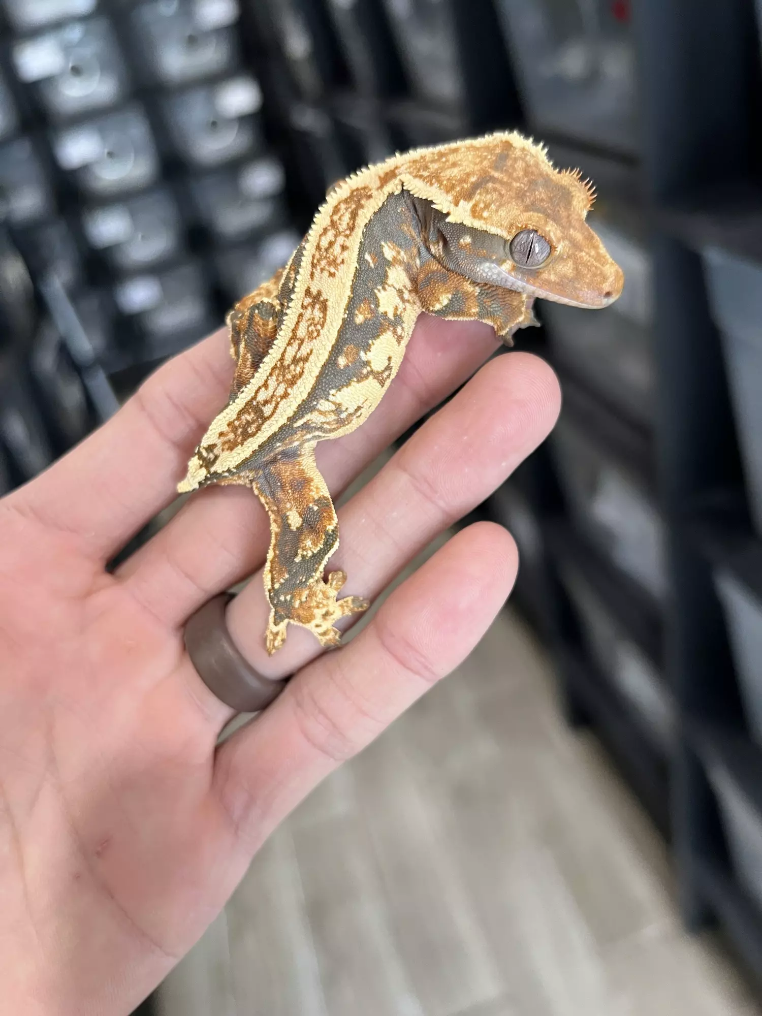 plant/Tricolor Pinstripe Female-0