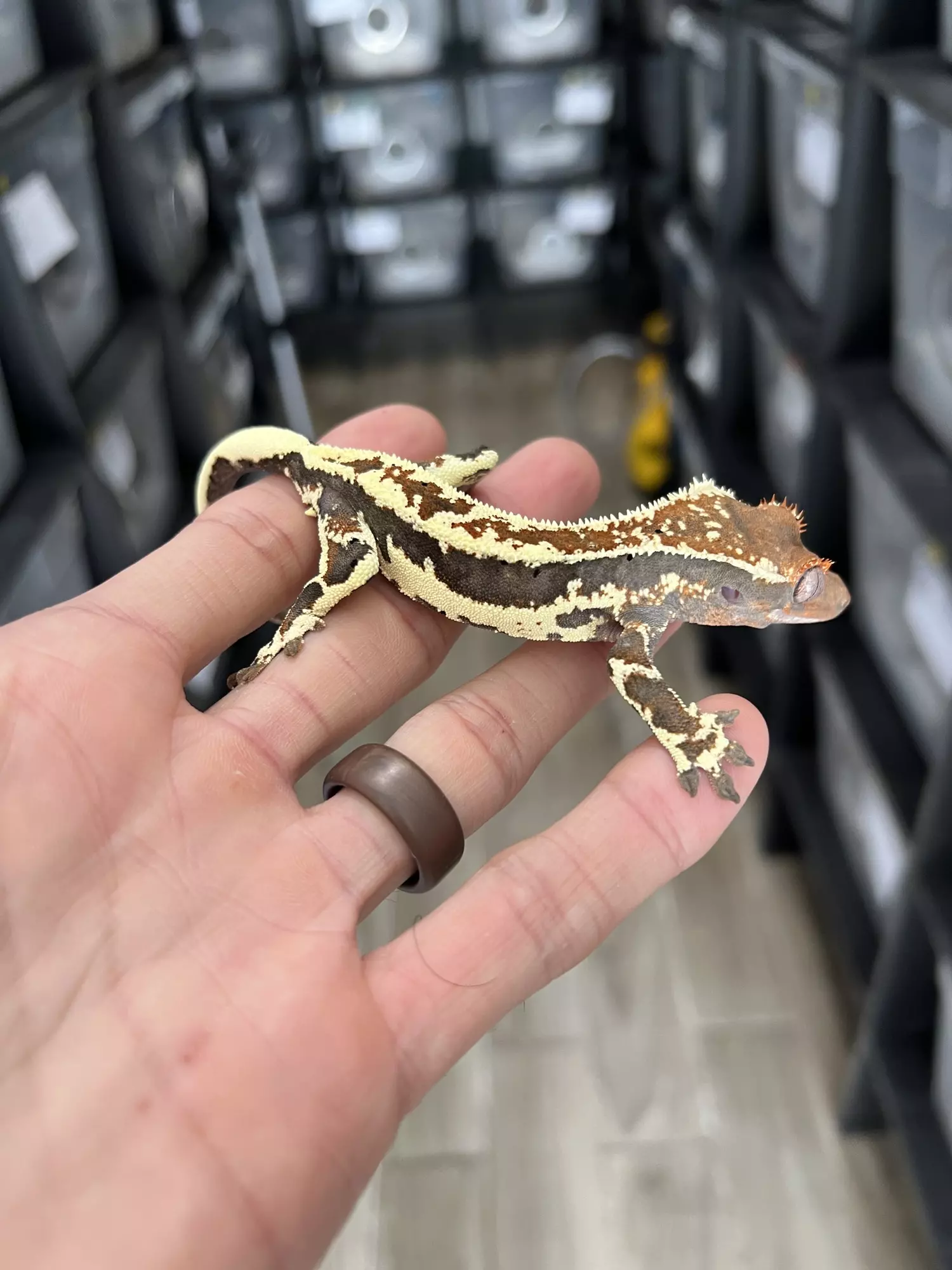 plant/Frappuccino Male (Dunkin offspring)-1