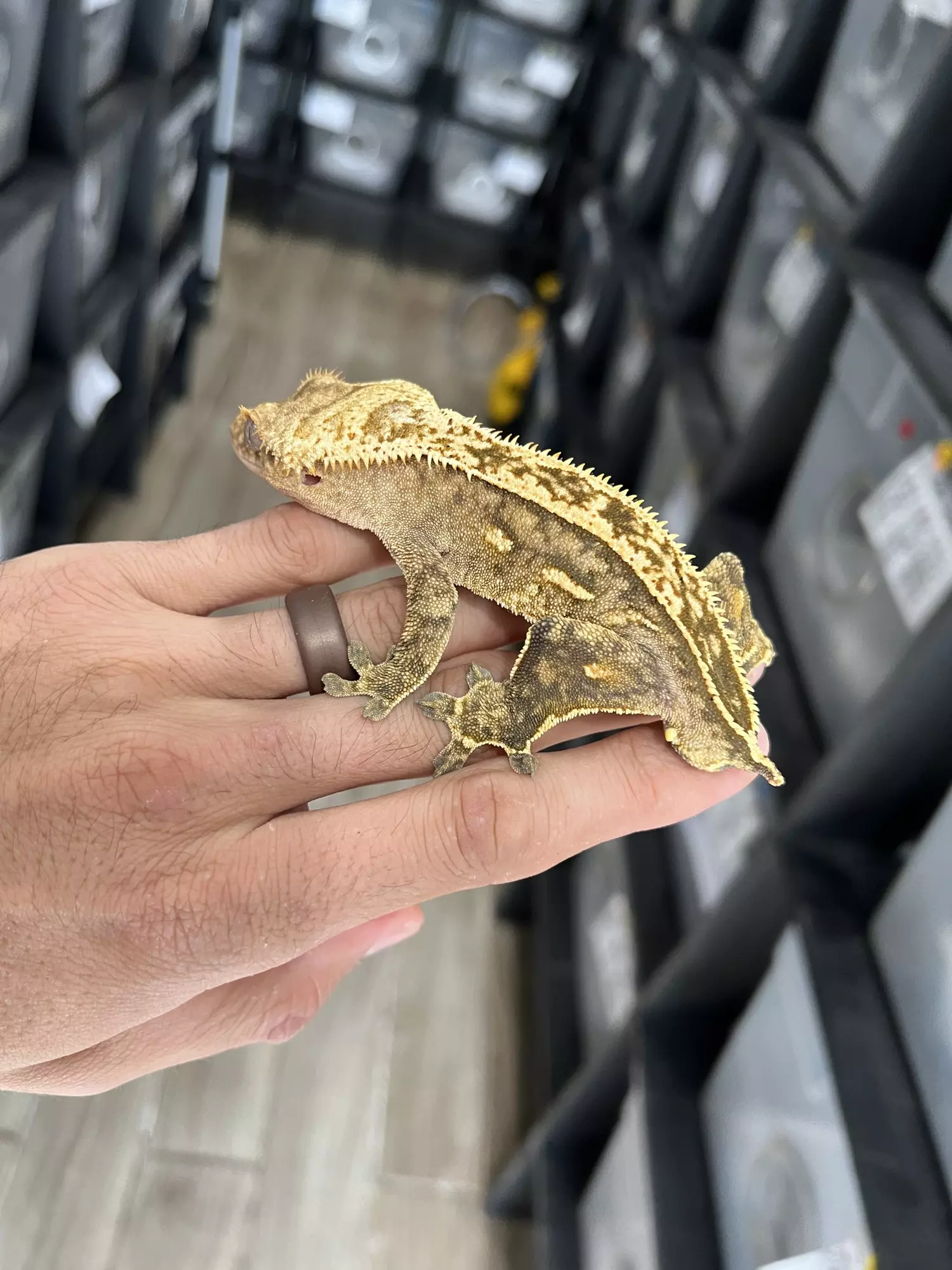 plant/Dirty Yellow Emptyback Pinstripe Male-1