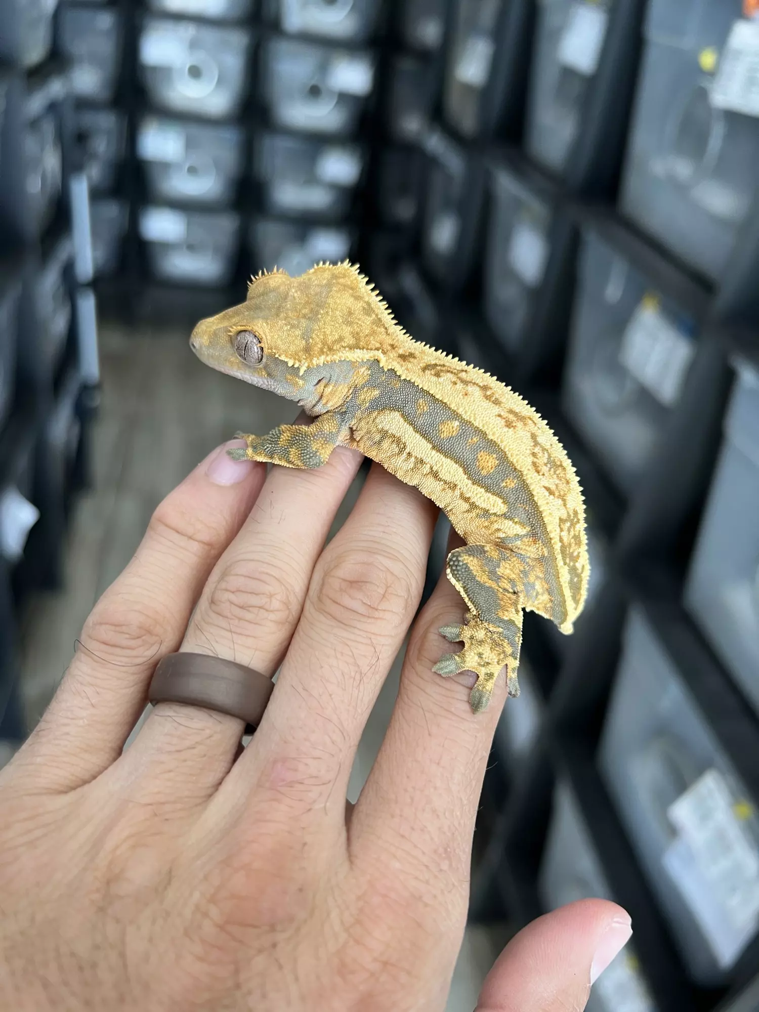 plant/Perfect Quadstripe Female-0