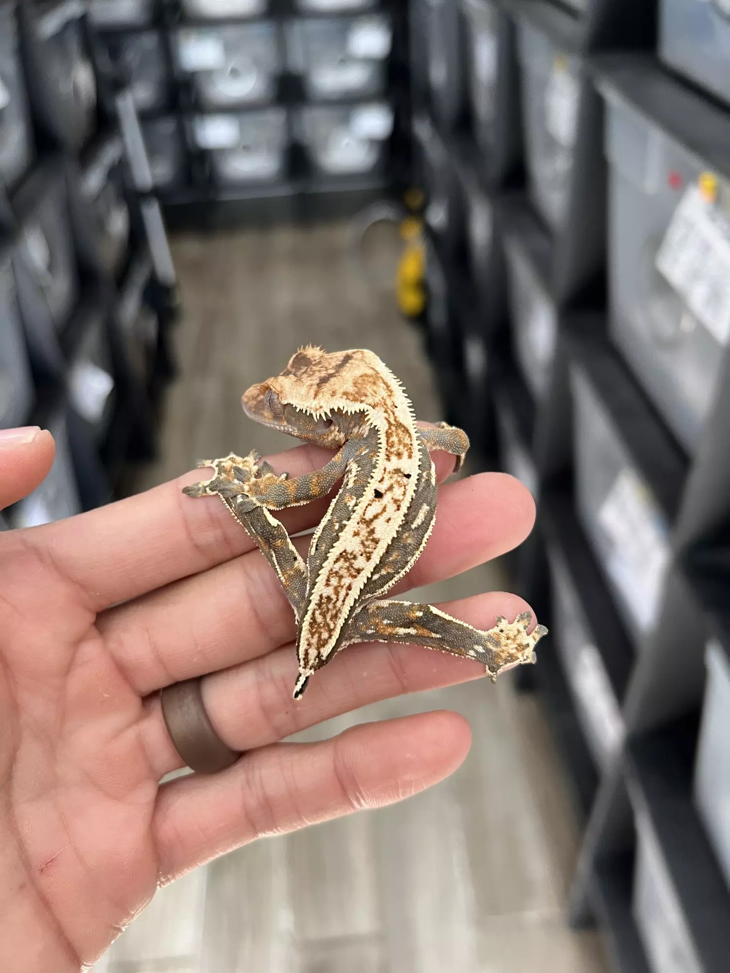 plant/Tricolor Pinstripe male (great lineage)-0