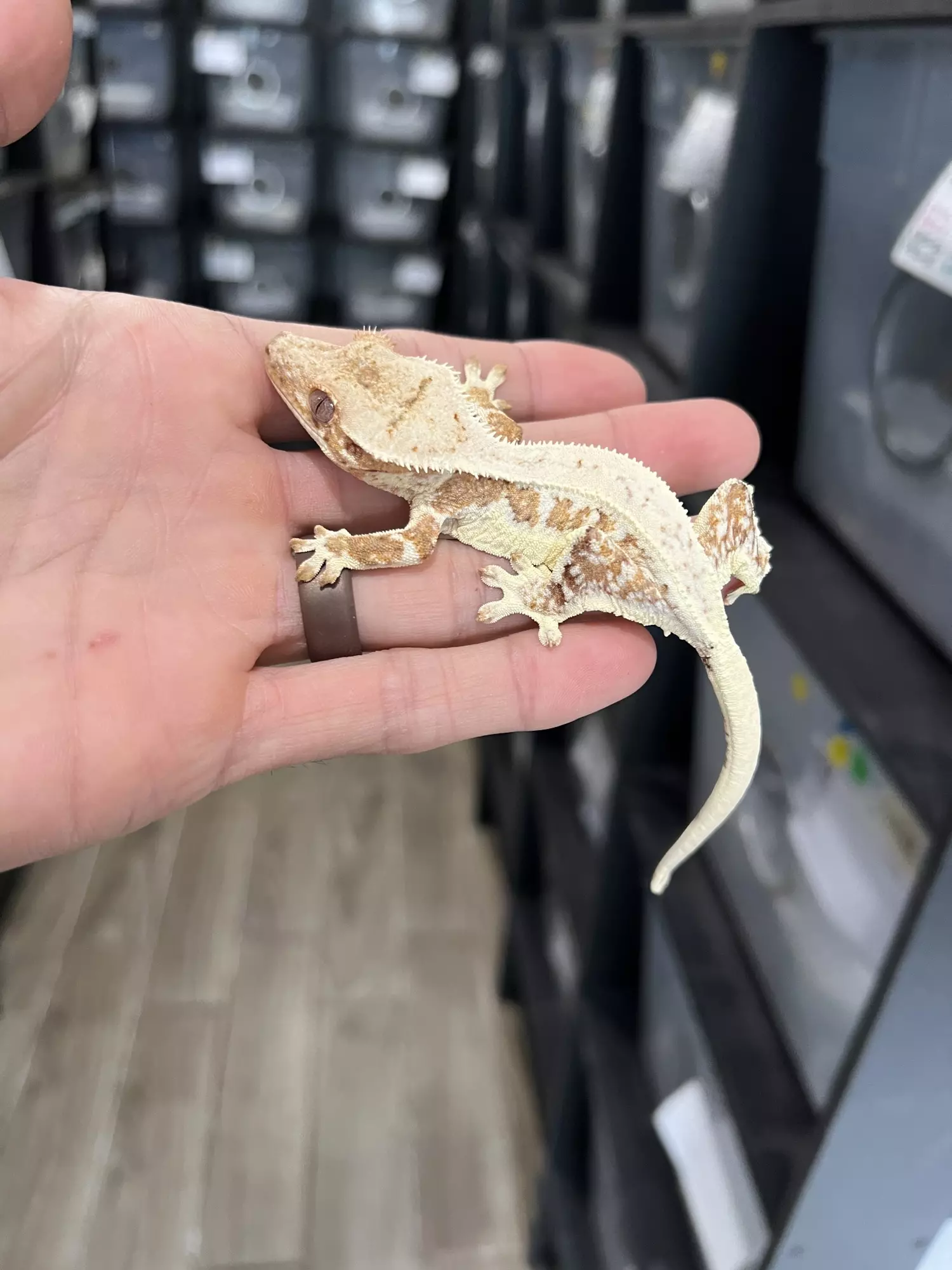 plant/Creamsicle Lilly White Female-0