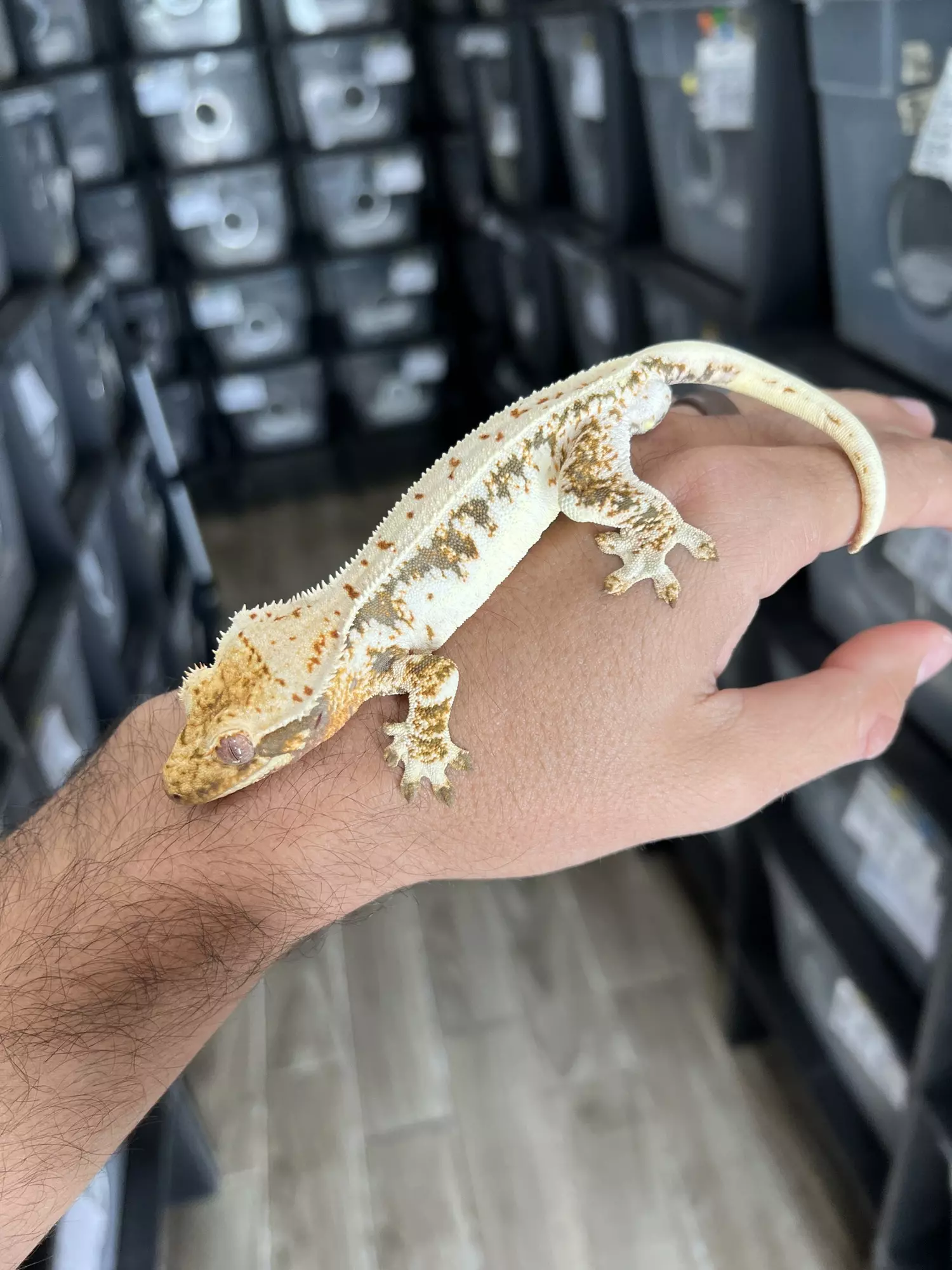 plant/Bright White Harlequin Lilly White Male-0